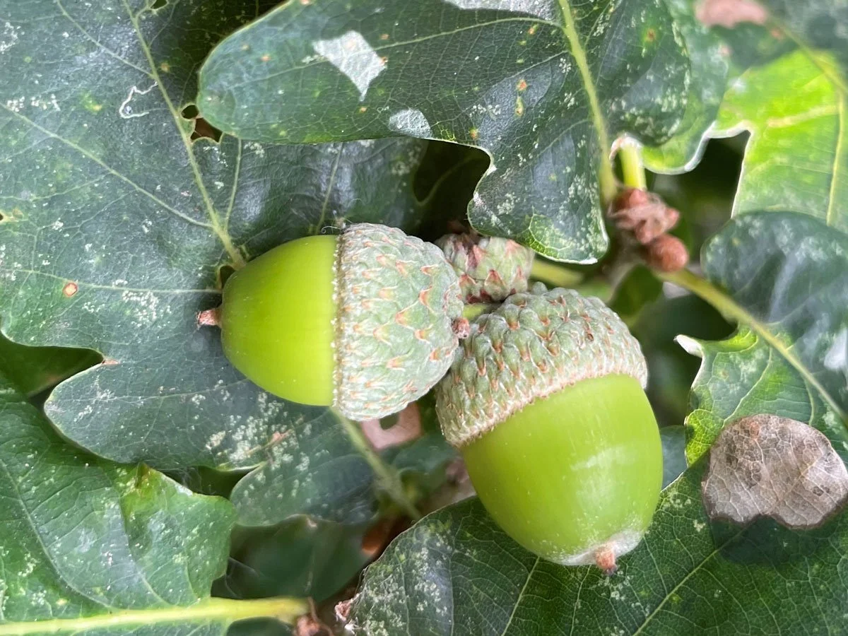 Yorkshire-Arboretum_Acorn-01-LR.jpg
