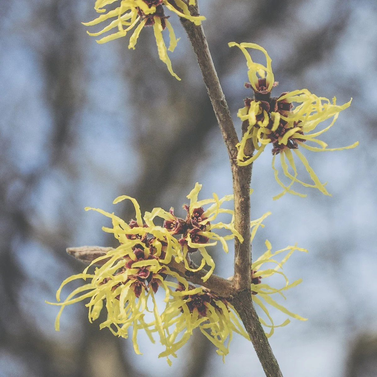 Yorkshire-Arboretum_DSC_0806 MTH Feb 19 IG.jpg