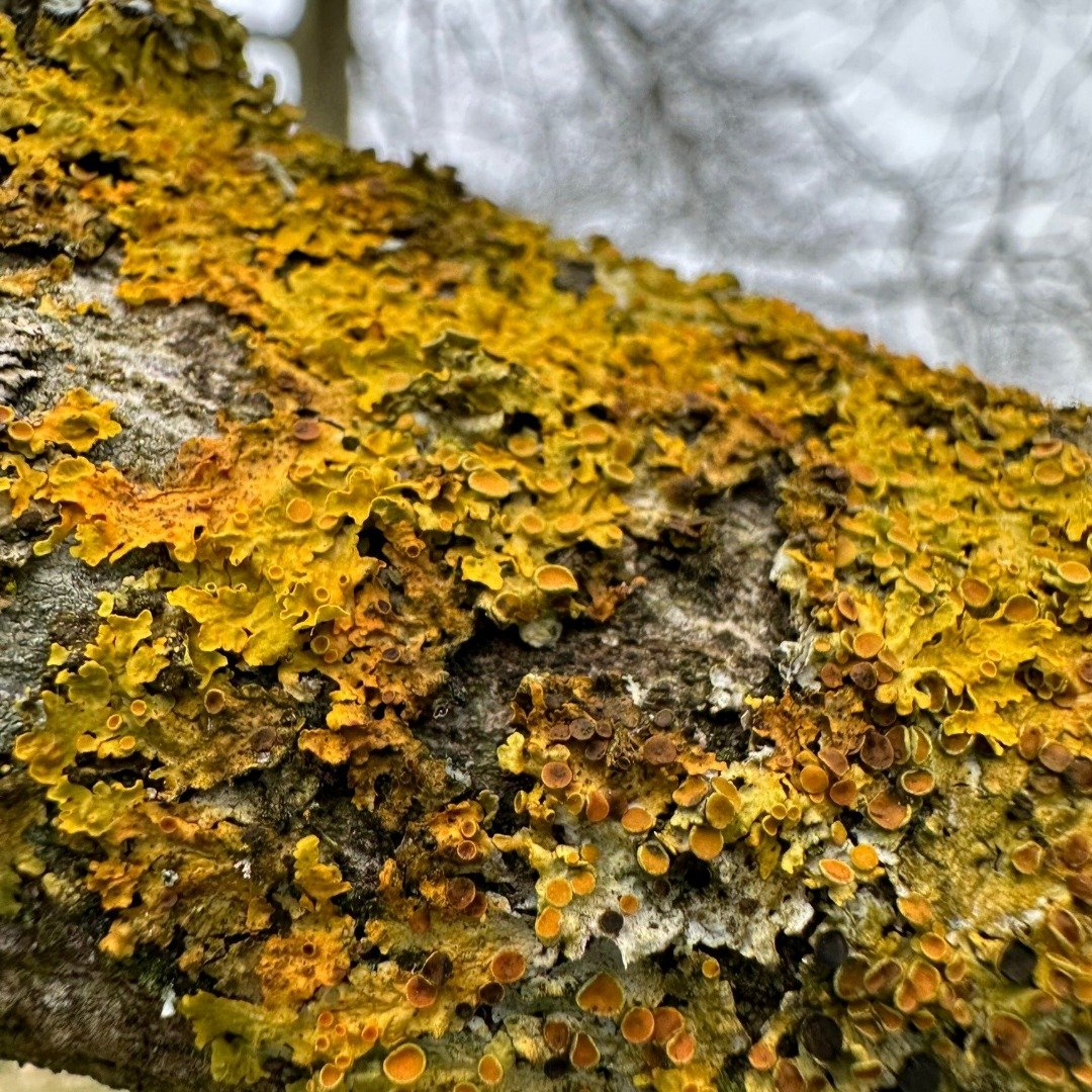 Yorkshire-Arboretum_Lichens CHR 01 IG.jpg