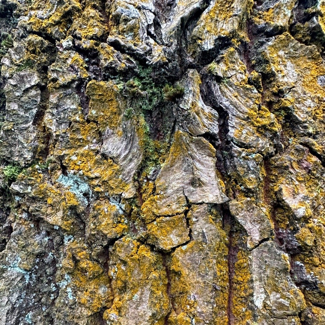 Yorkshire-Arboretum_Lichens CHR 05 IG.jpg