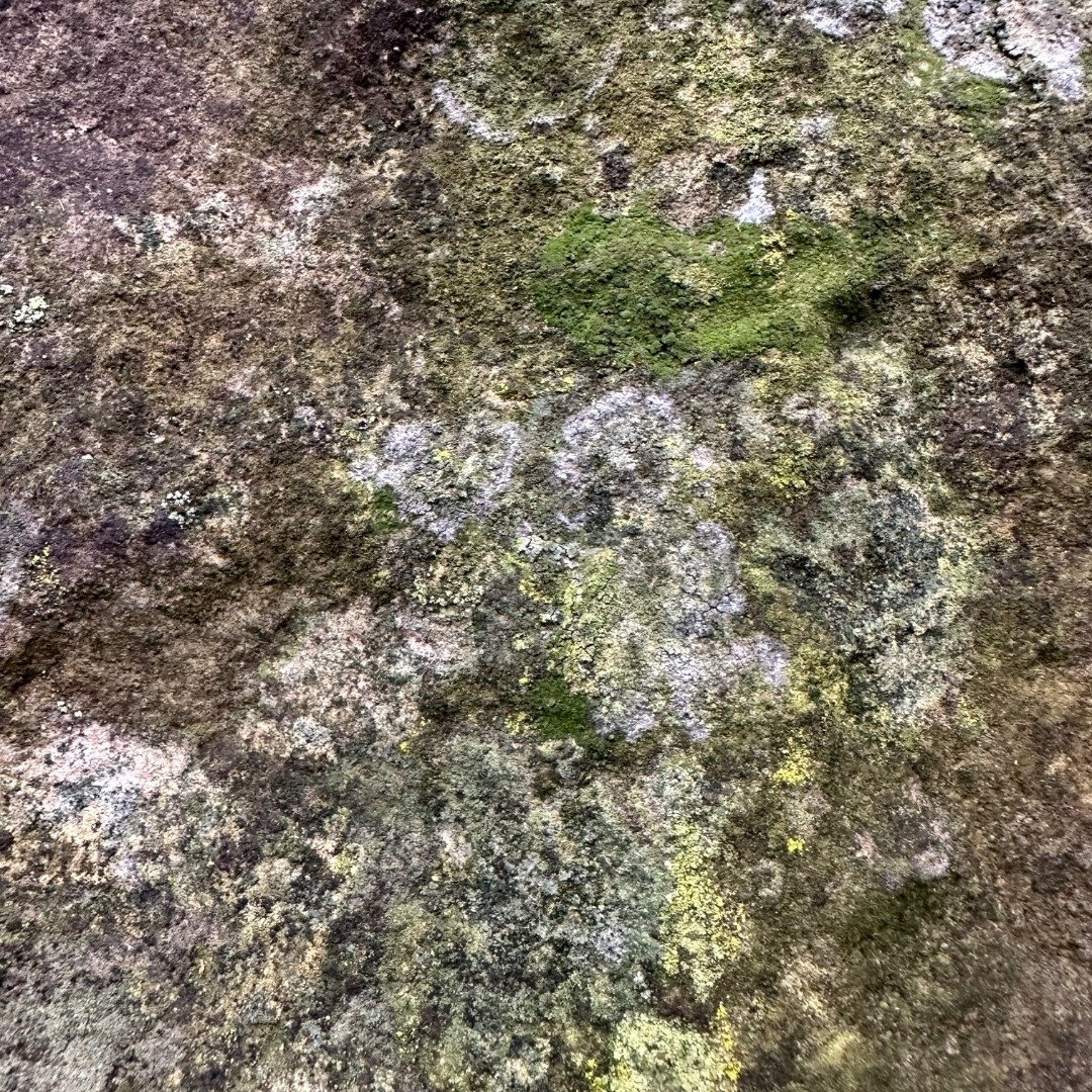 Yorkshire-Arboretum_Lichens CHR 03 IG.jpg