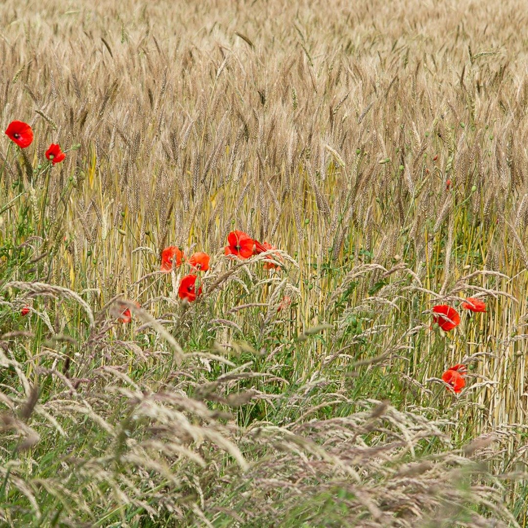 Yorkshire-Arboretum_Grass 01 IG.jpg