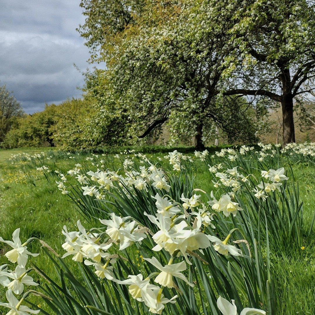 Yorkshire-Arboretum_Cruck-House-Glade April 22 JMG IG.jpg