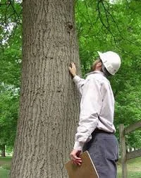 LANTRA Professional Tree Inspection Course