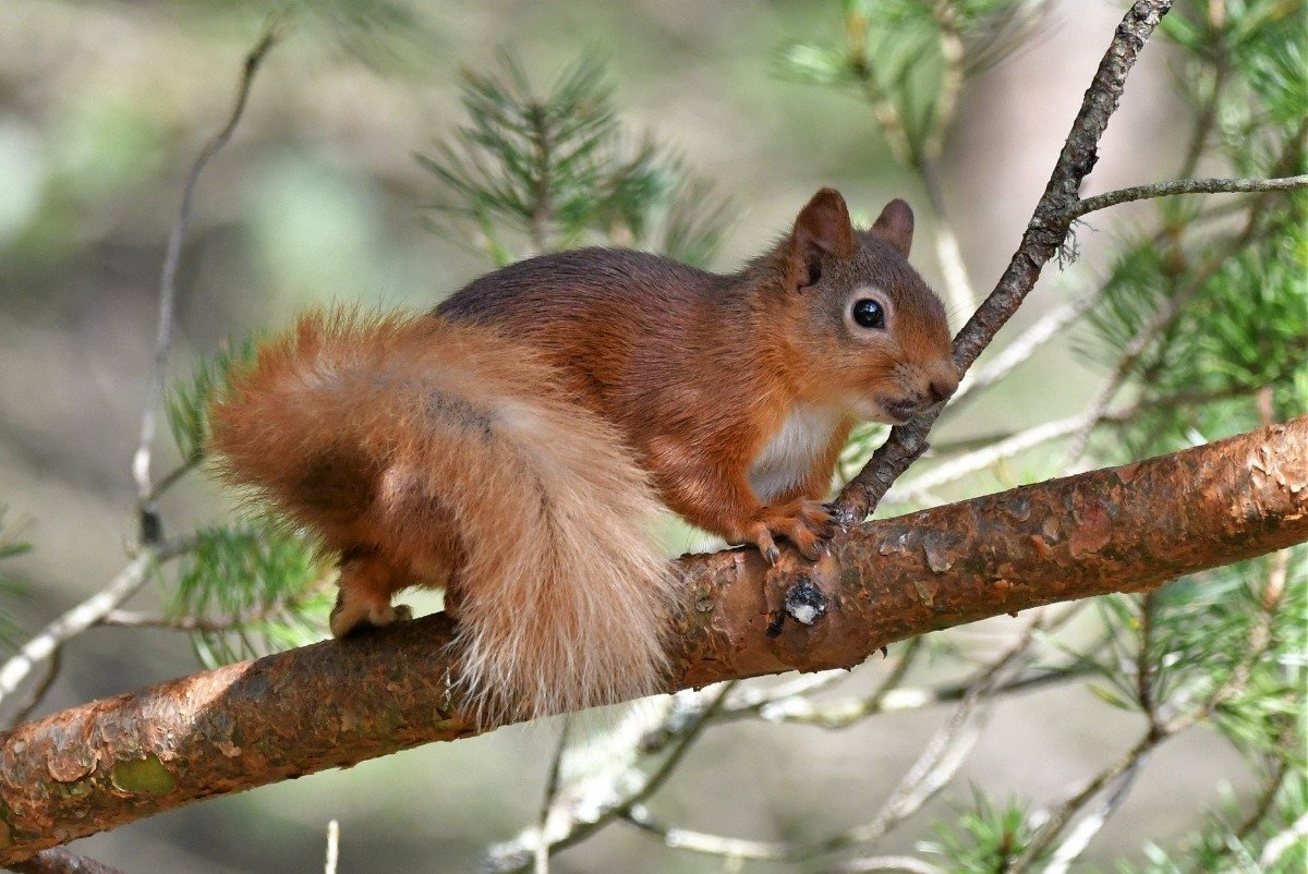 Red squirrel by Gary Bruce Highland Photographer (UK Squirrel Accord) (c) Gary Bruce Highland Photographer LR.jpg