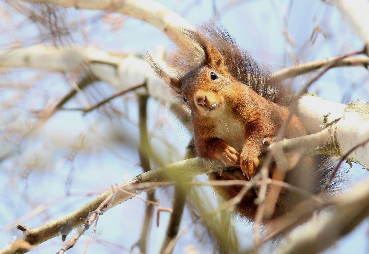 Red Squirrel by Theo Louis (UK Squirrel Accord) (c) Theo Louis LR.jpg