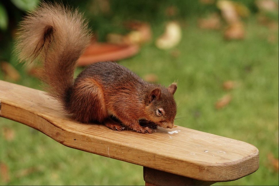 Red Squirrels — Yorkshire Arboretum