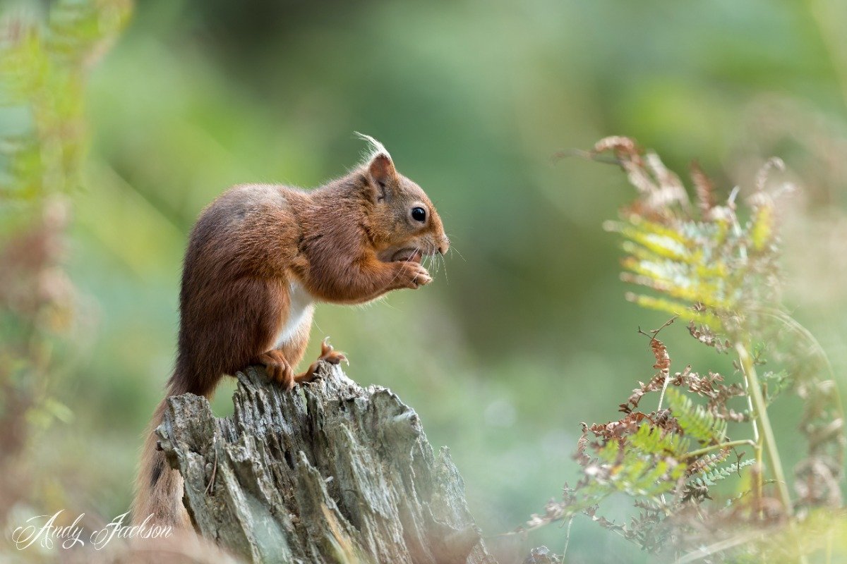 Red_squirrel_eating_by_Andy_Jackson (UK Squirrel Accord) (c) Andy Jackson LR.jpg