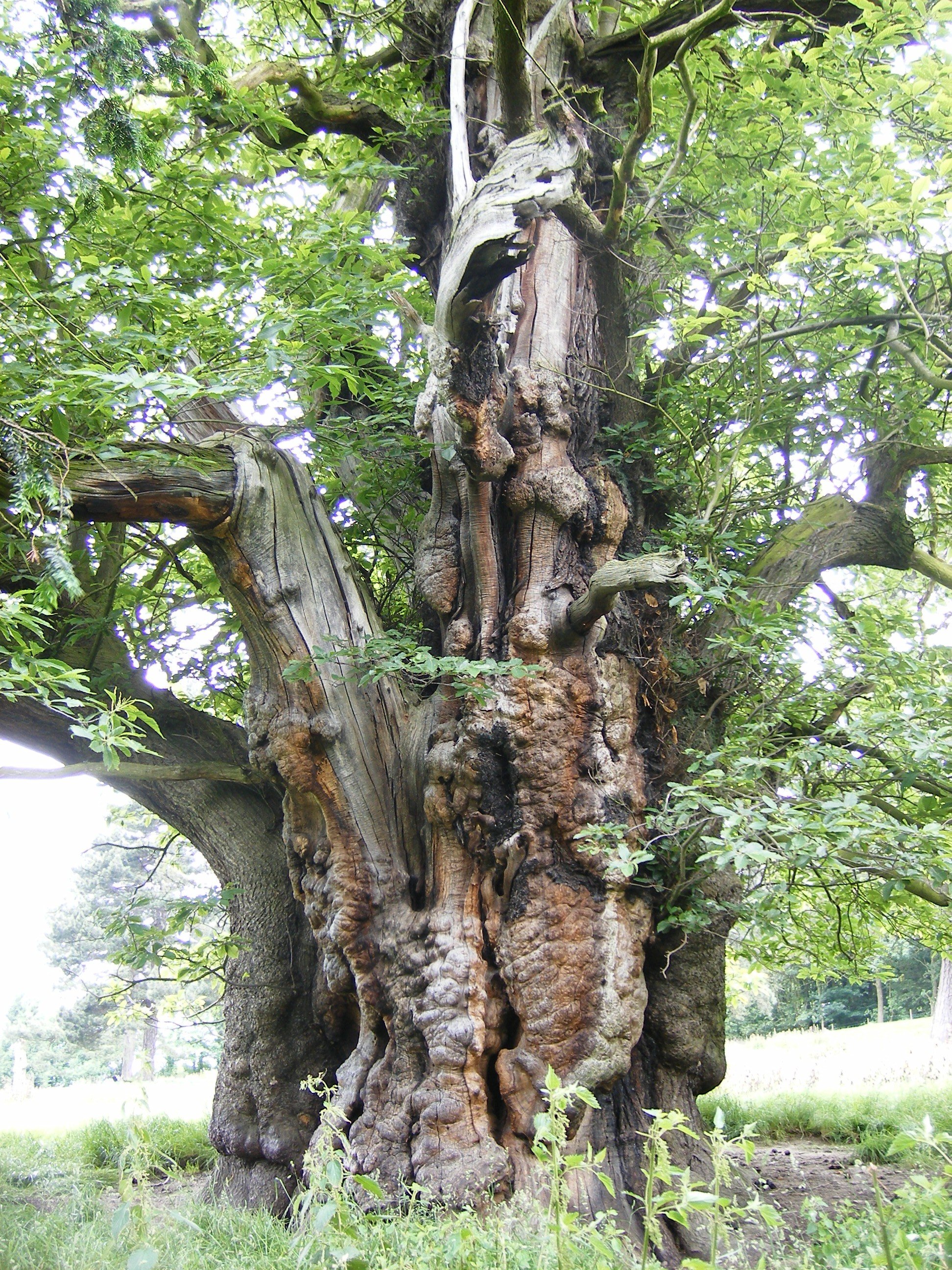 Yorkshire-Arboretum_Garden-Talks_Owen-Johnson_Sweet-Chestnut_Yorkshire champion at Wentworth Castle.JPG