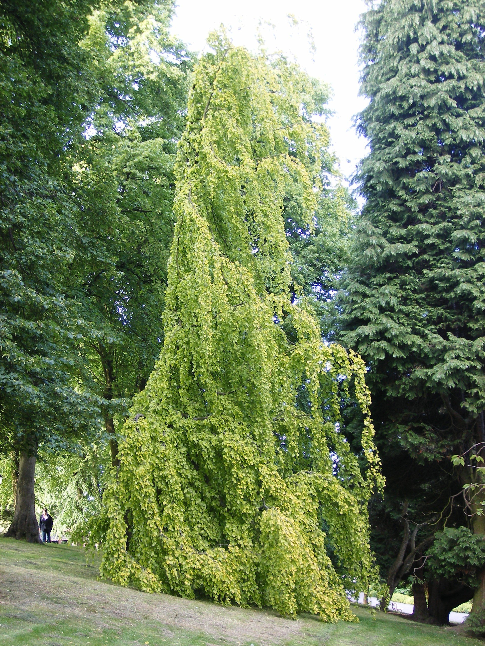 Yorkshire-Arboretum_Garden-Talks_Owen-Johnson_UK champion 'Aurea Pendula' beech at Harrogate Valley Gardens.JPG
