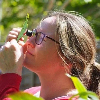 Tree Surveying for Pests and Diseases