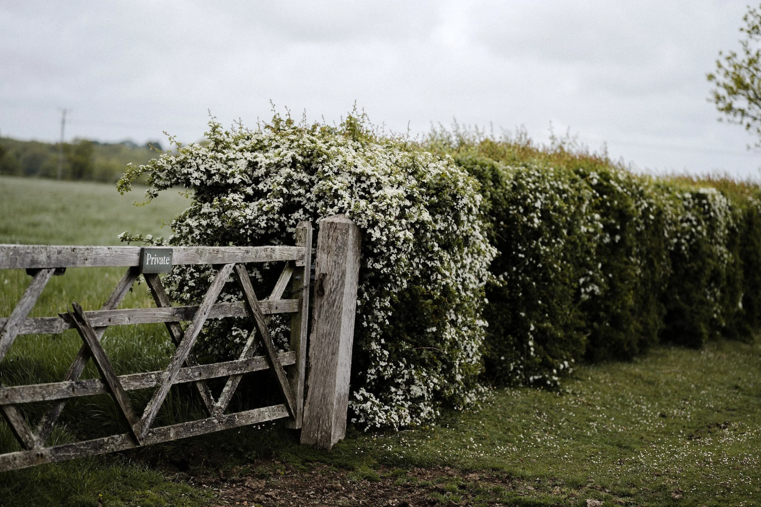 Wild Your Hedge