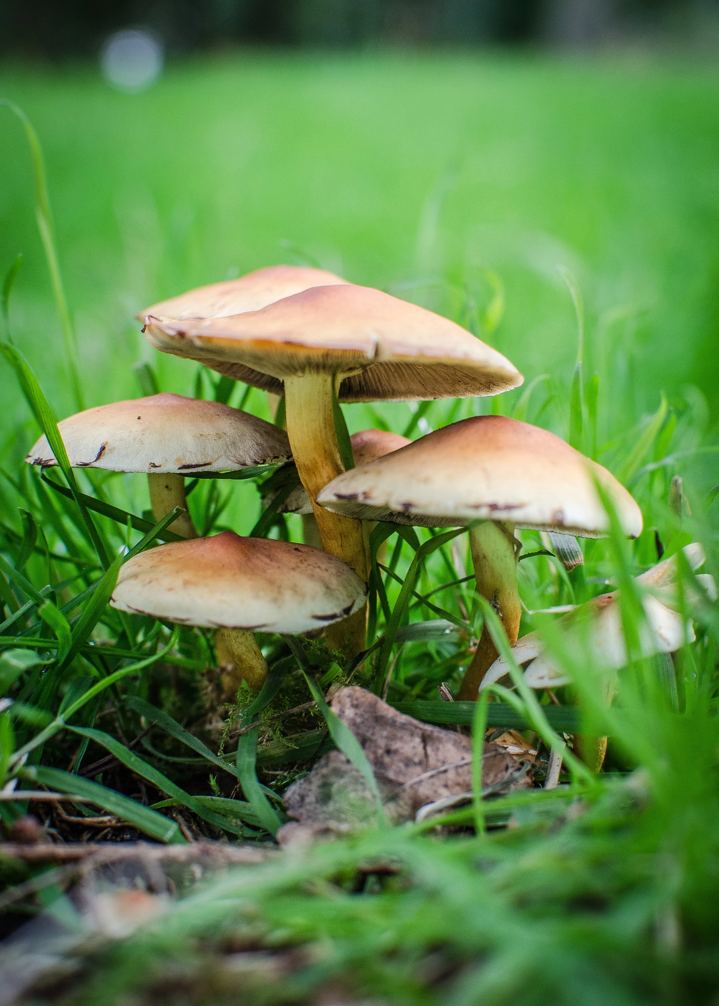 Fungi Foray 
