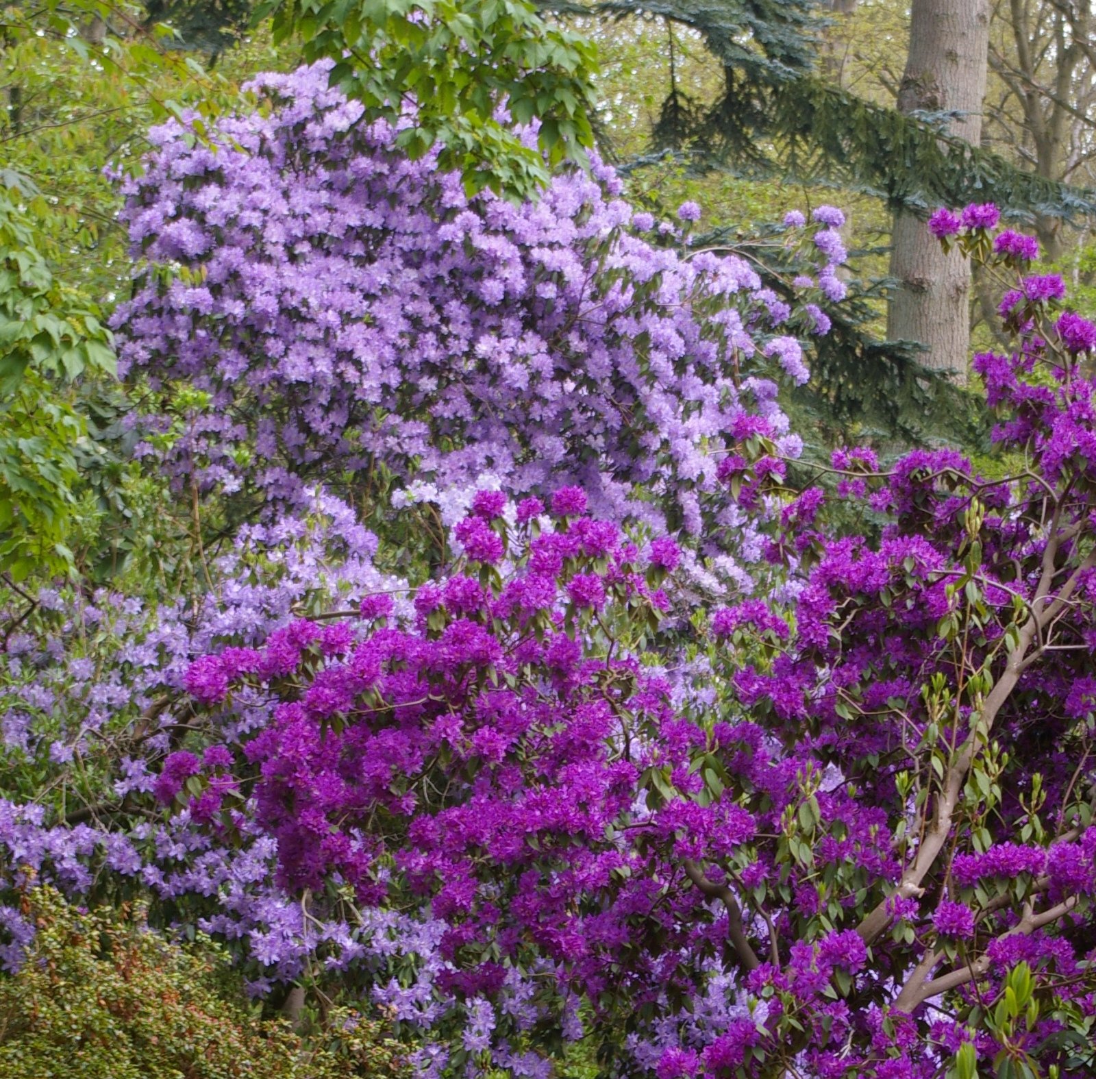 Spring Tour in Ray Wood