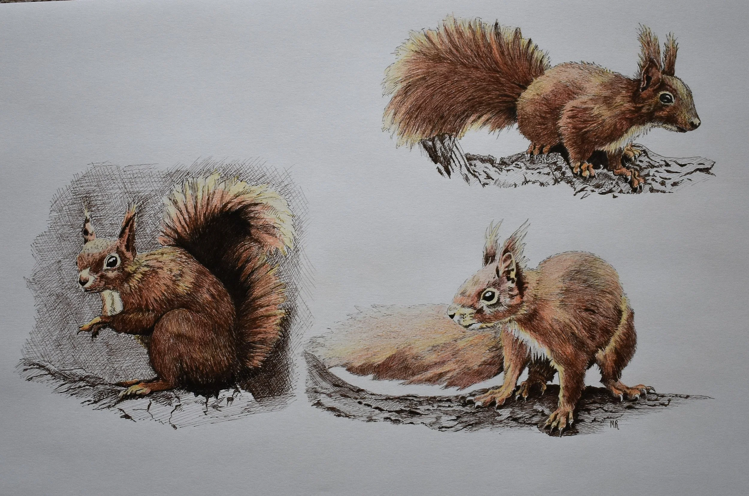 Exhibition - Song of the Natural World