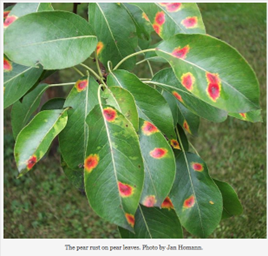 Hidden Invaders – Fungal Foes in Our Trees.                                                                                                       Ginette Alexander, Head of Tree Health and Training