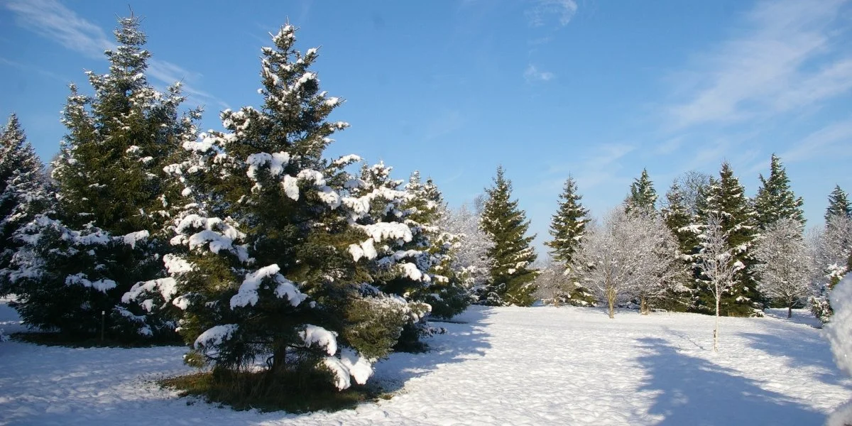Christmas Shopping Event with Mulled Wine and Mince Pies