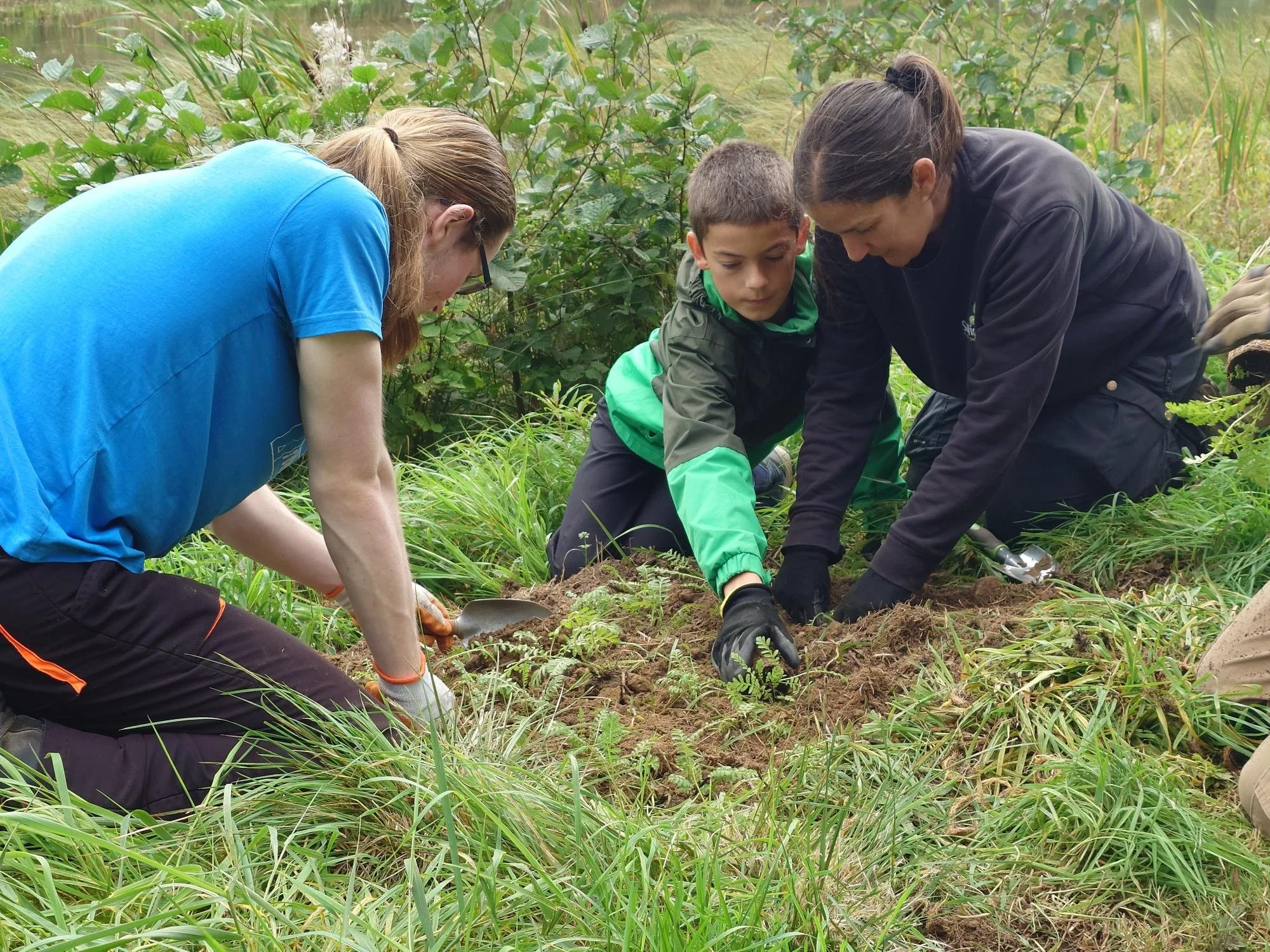 Helping the endangered tansy beetle thrive.