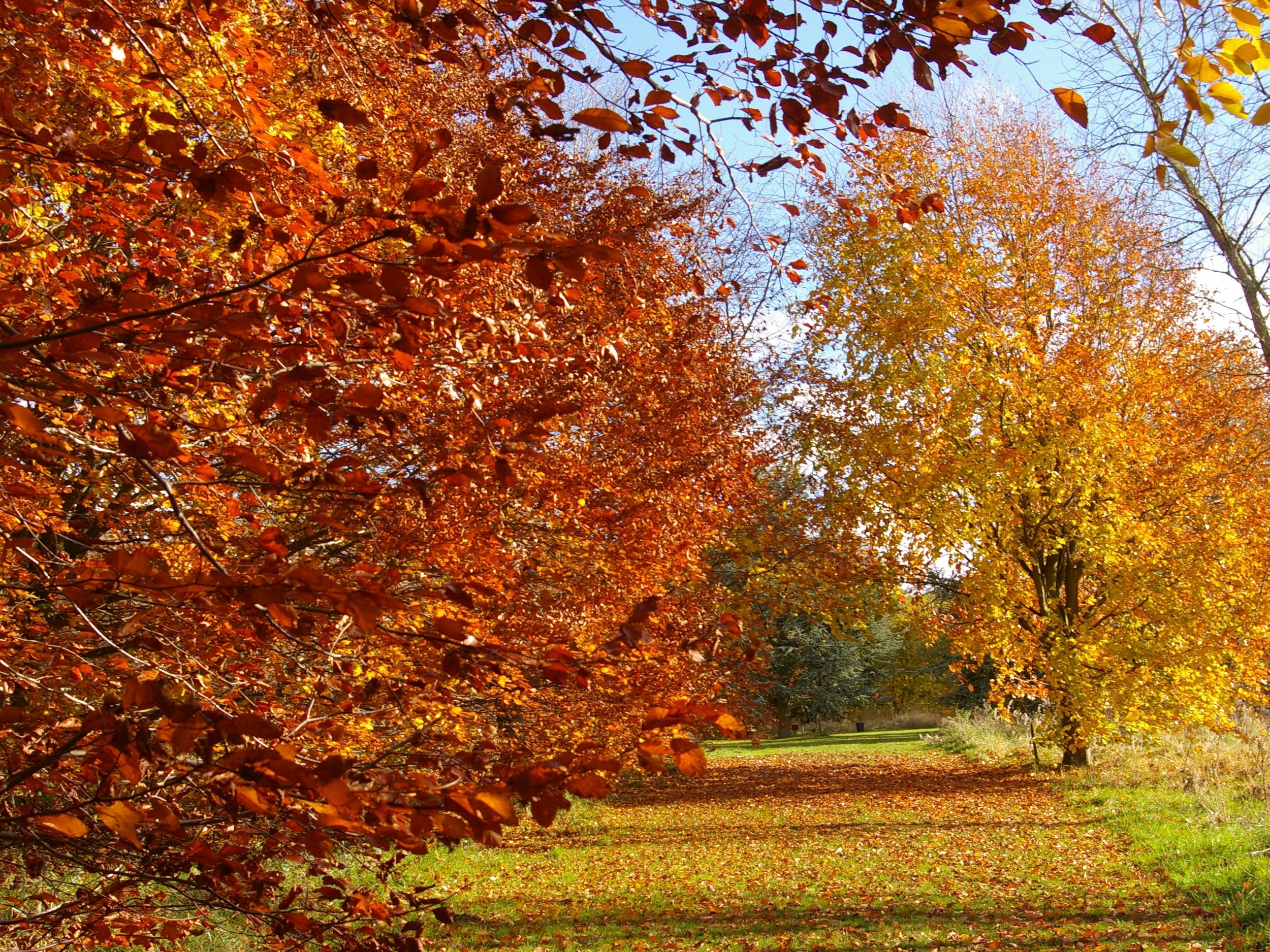 Autumn beeches at the Yorkshire Arboretum © John Grimshaw.jpg