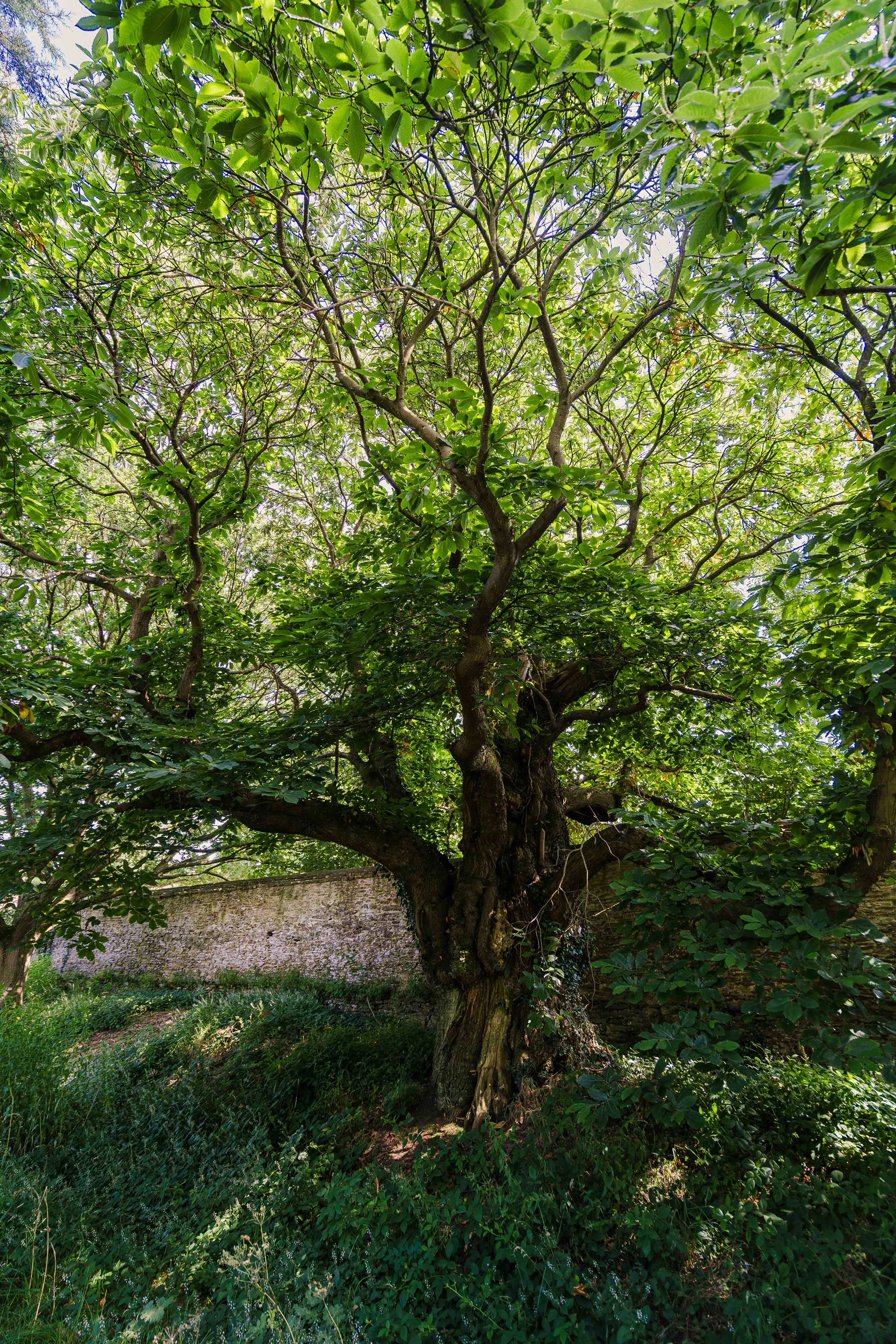 Arboretum 31 7 24 (Small)-12.jpg