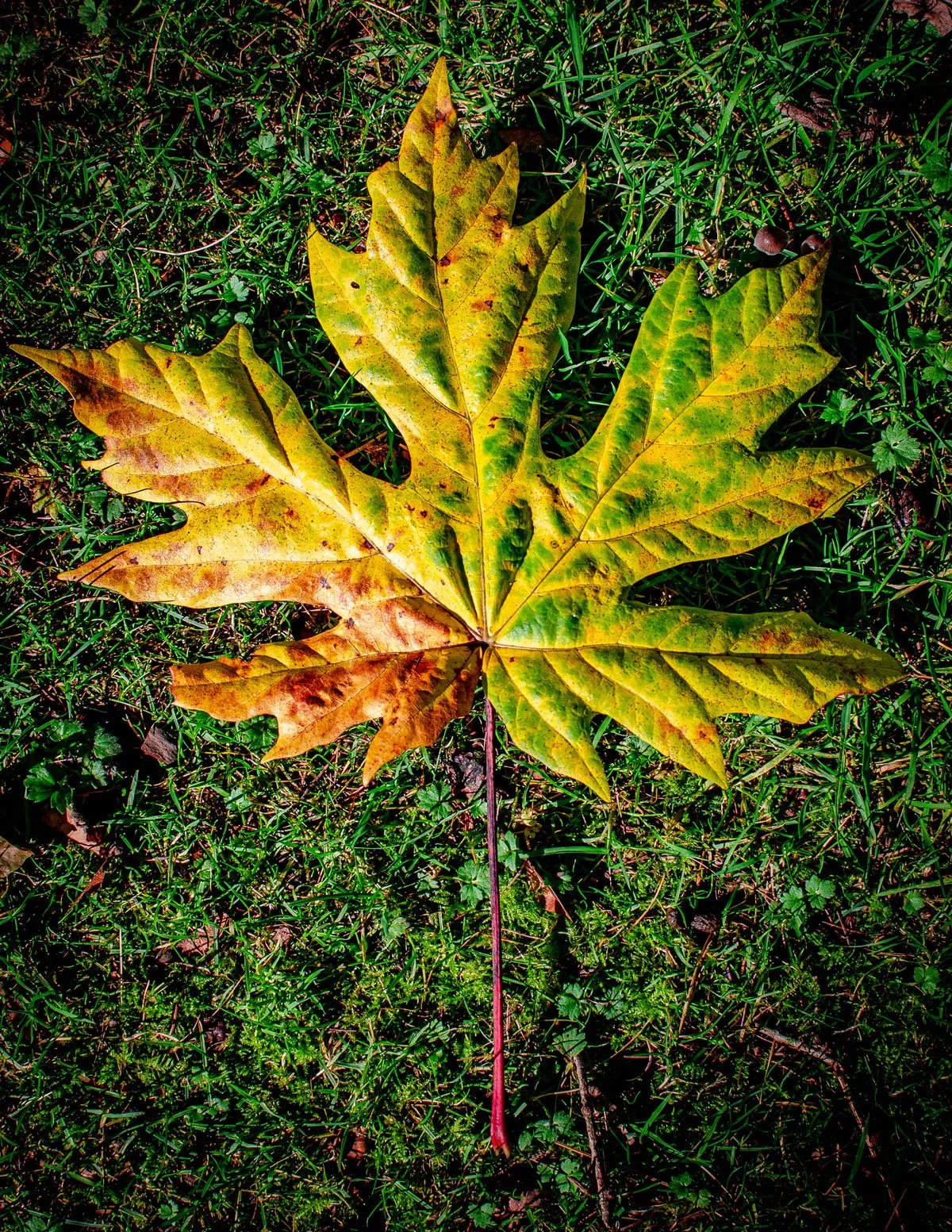 Introduction to Tree Identification: Broadleaf Trees 