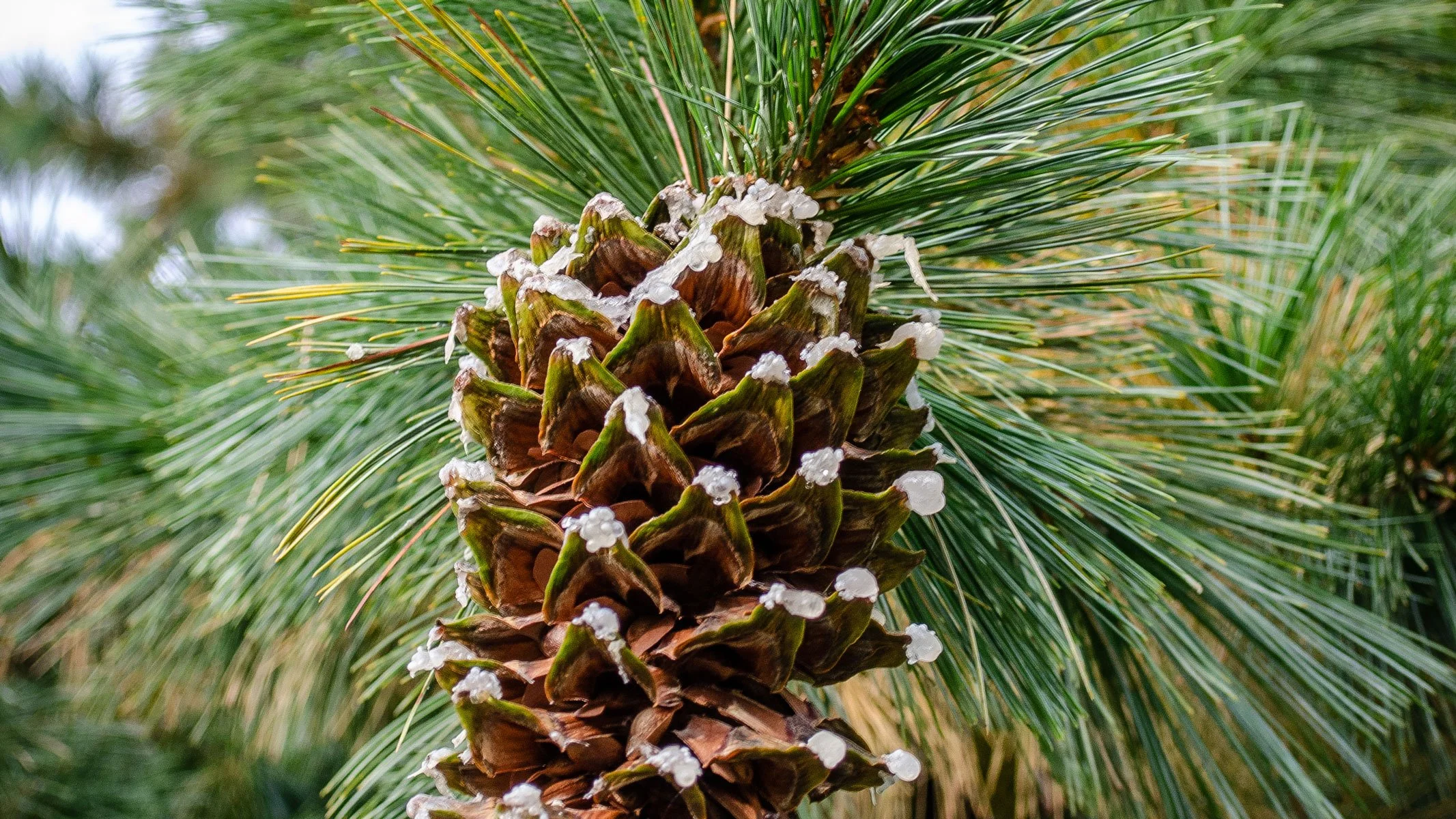 Yorkshire-Arboretum_Conifer-LR.jpg