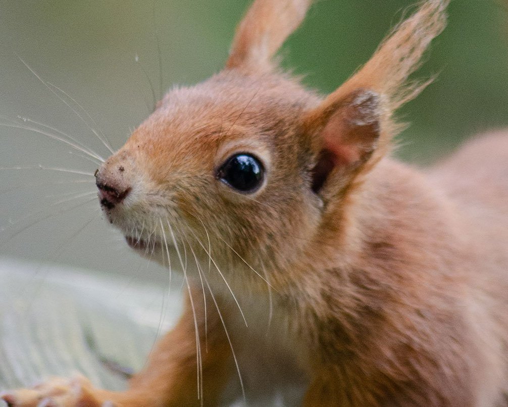 Yorkshire-Arboretum_Red-Squirrel_Young-(c)-Mathew-Harrison-WEB.jpg