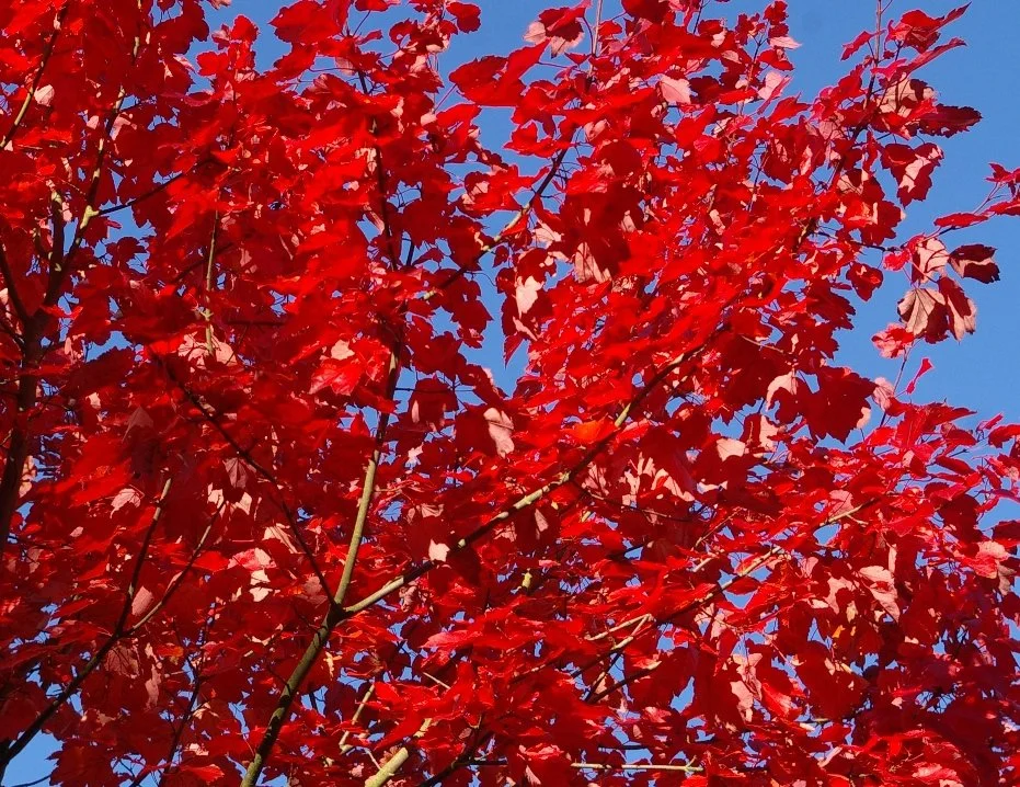 Acer rubrum October Glory 2.JPG