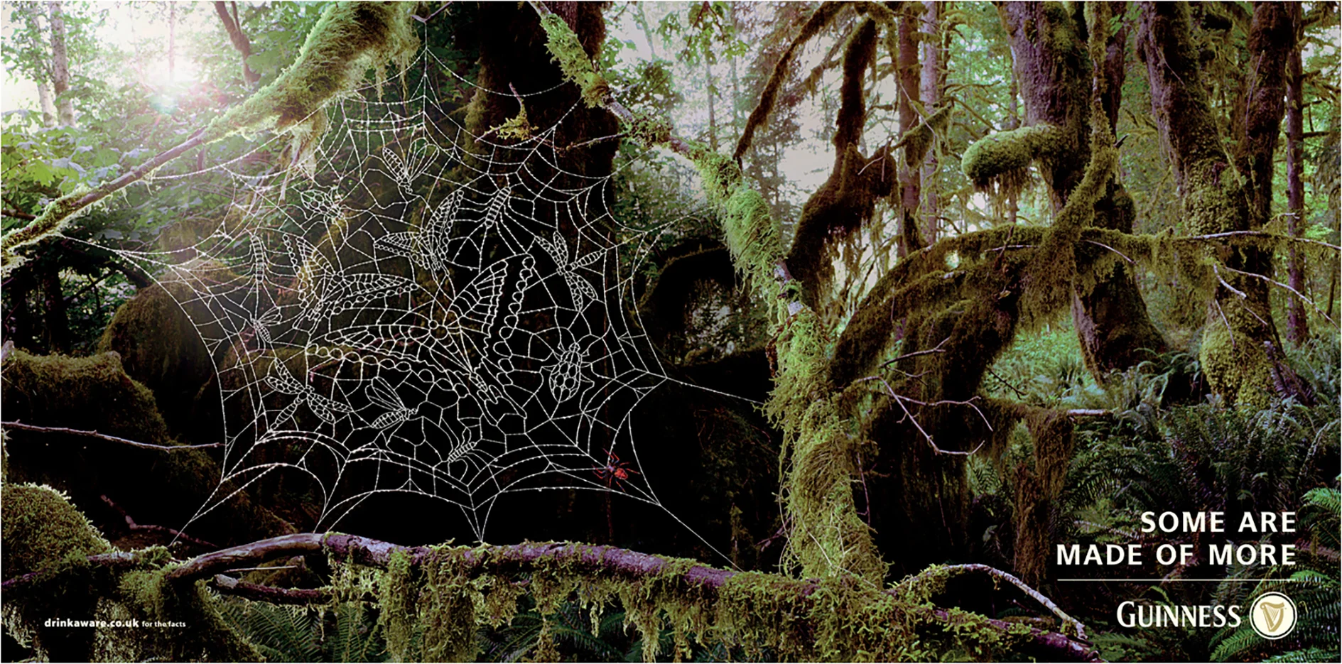 Spider NB SS.jpg