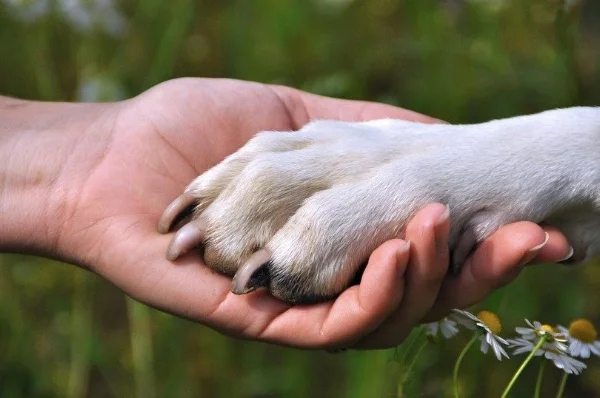 Dog paw.jpg