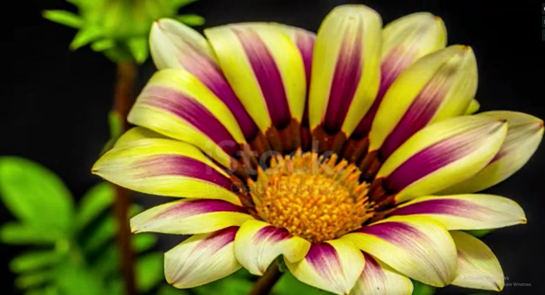 flower.png