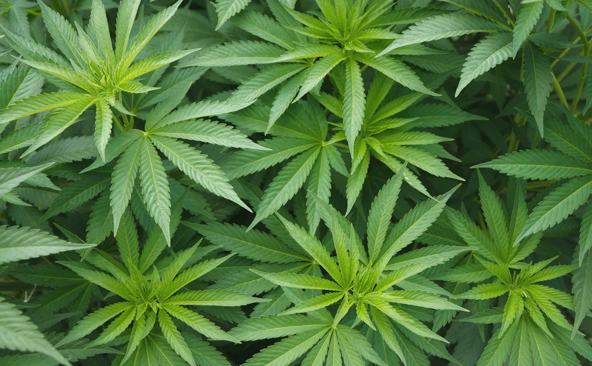 hemp hero.jpg