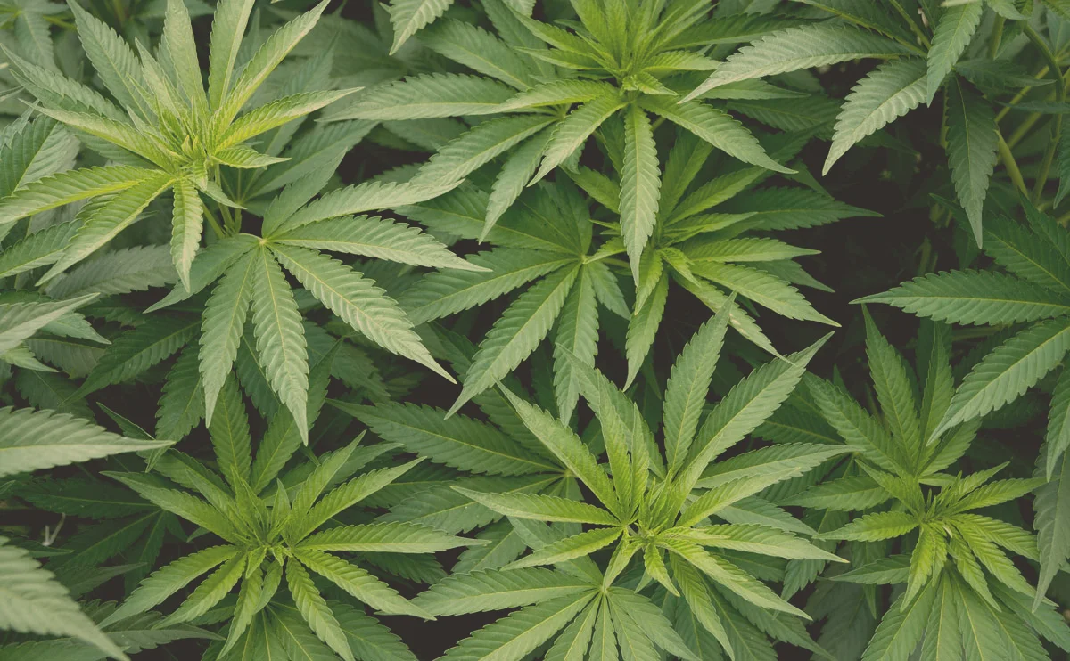 hemp hero2.jpg