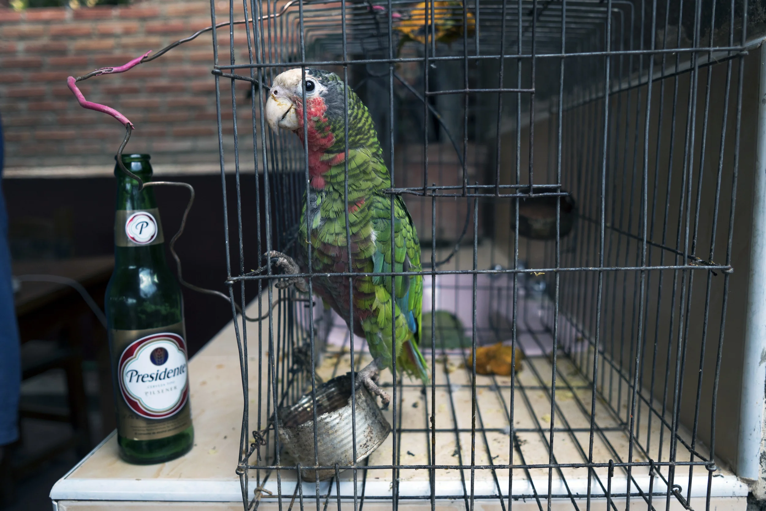 parrot.jpg