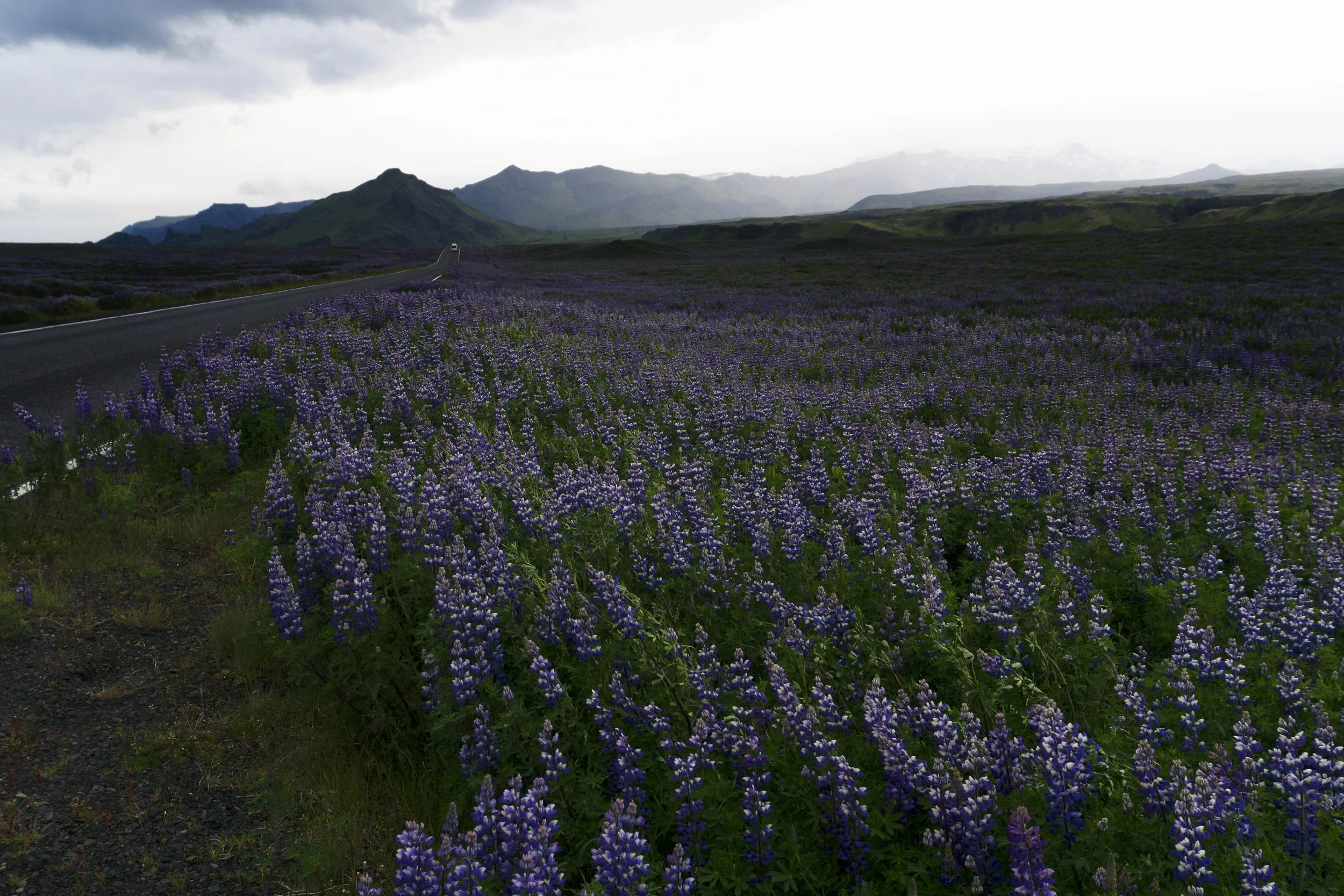 purplenew copy.jpg
