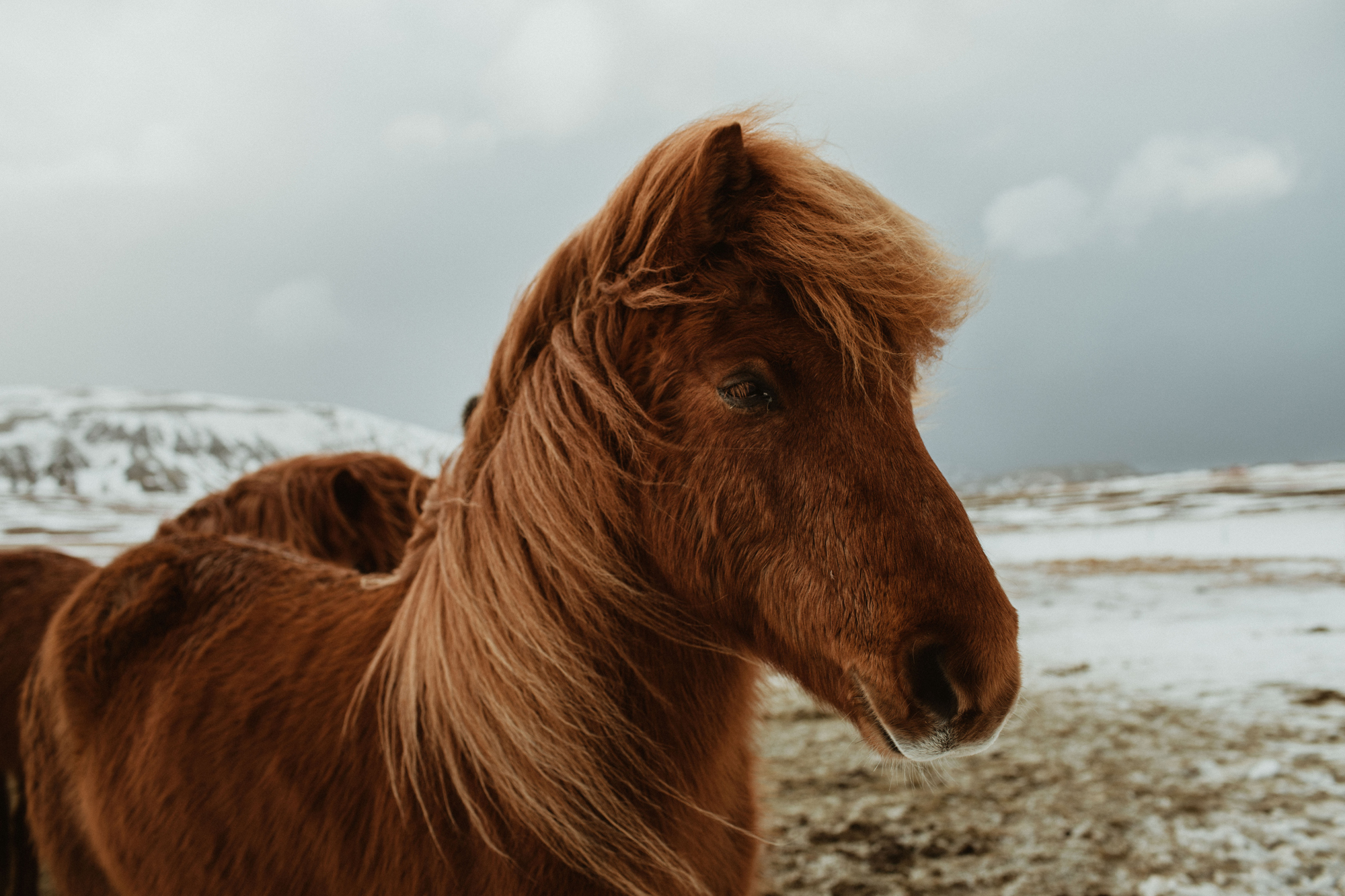 Iceland-13.jpg