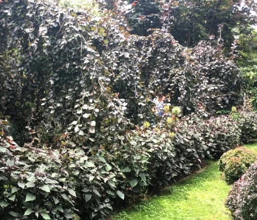 A wall of weeping Black Swan European Beech.