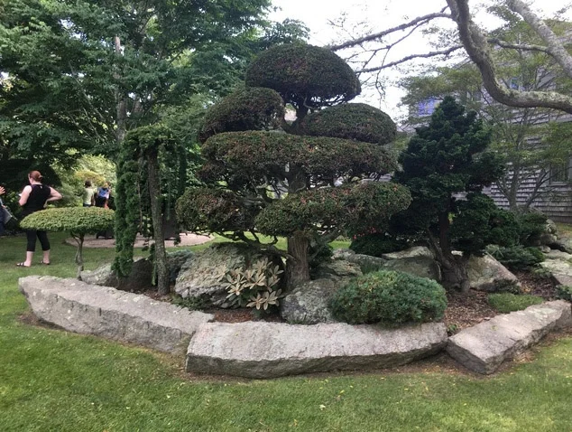 A mature Acer palmatum Shishigashira.
