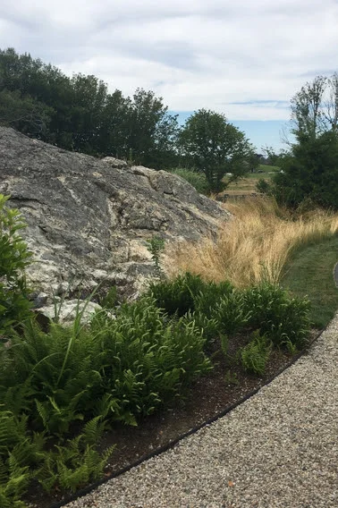 A planting of native junipers and fescue grass along the approach to the garden...