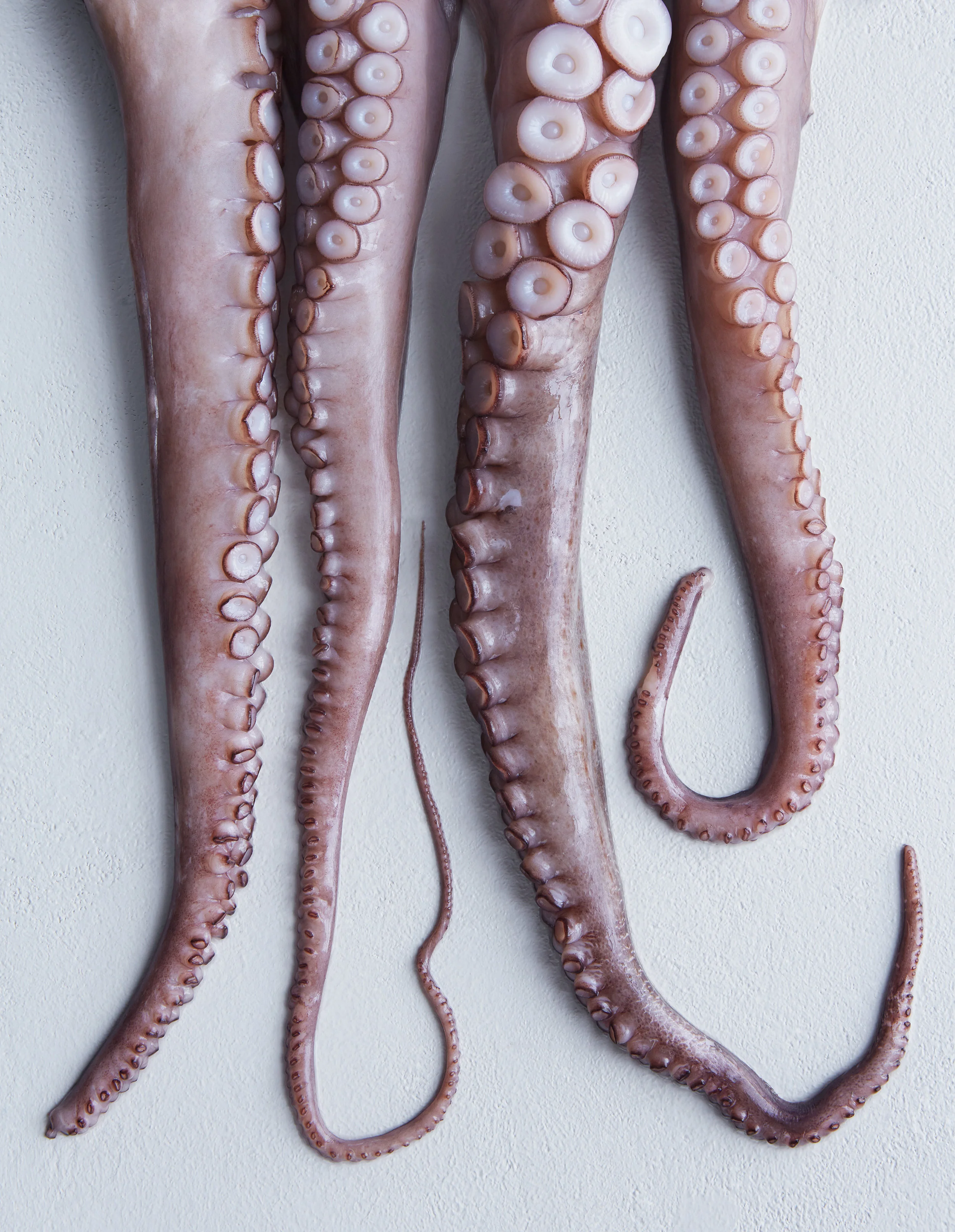 Råvare blekksprut.jpg