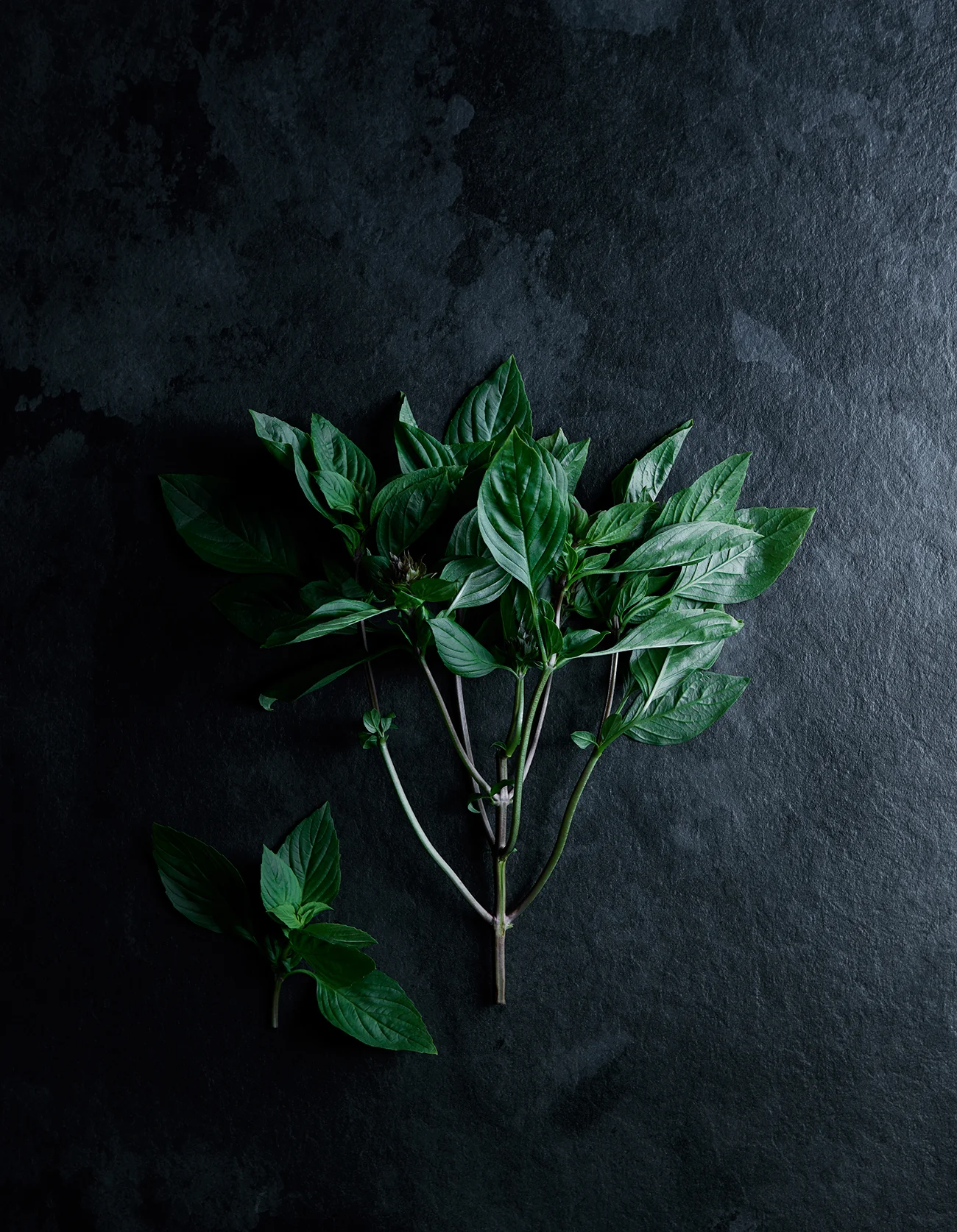 2018.09.08 Asiatisk skalldyr Mad&Bolig0325 1.jpg