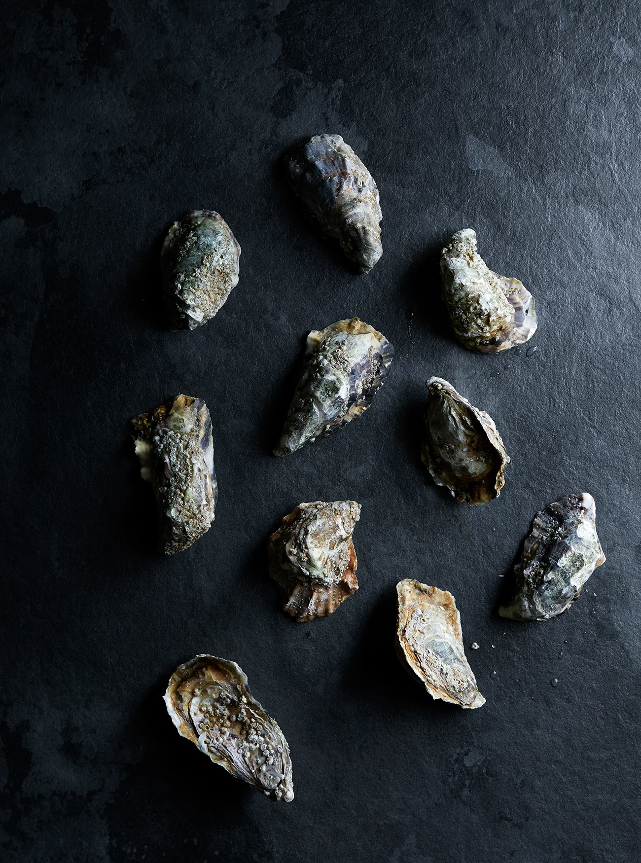 2018.09.08 Asiatisk skalldyr Mad&Bolig0292 1.jpg