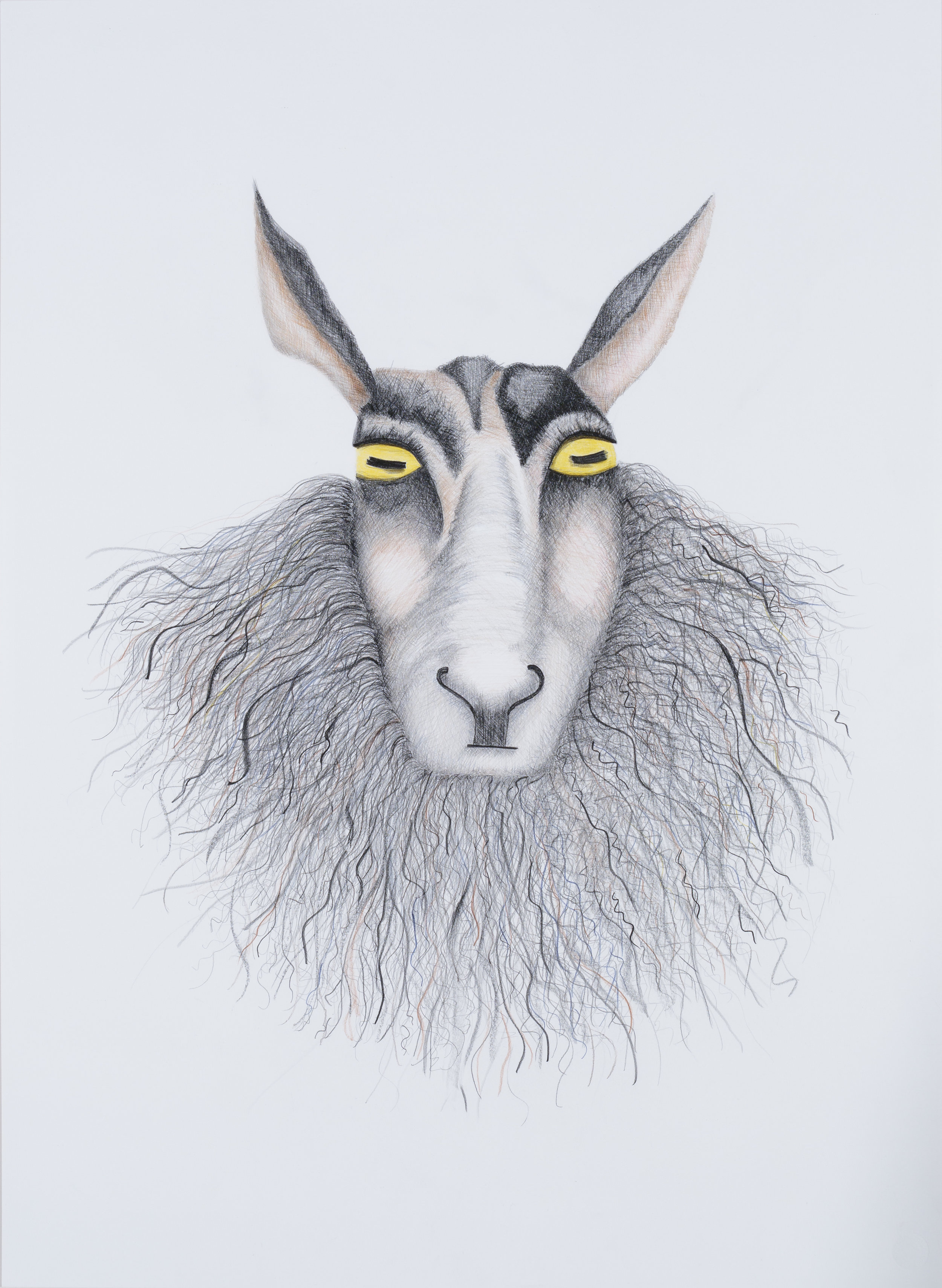   KEEPERS OF MY SECRETS: SHEEP   Graphite, colored pencil  35" x 26.5" 