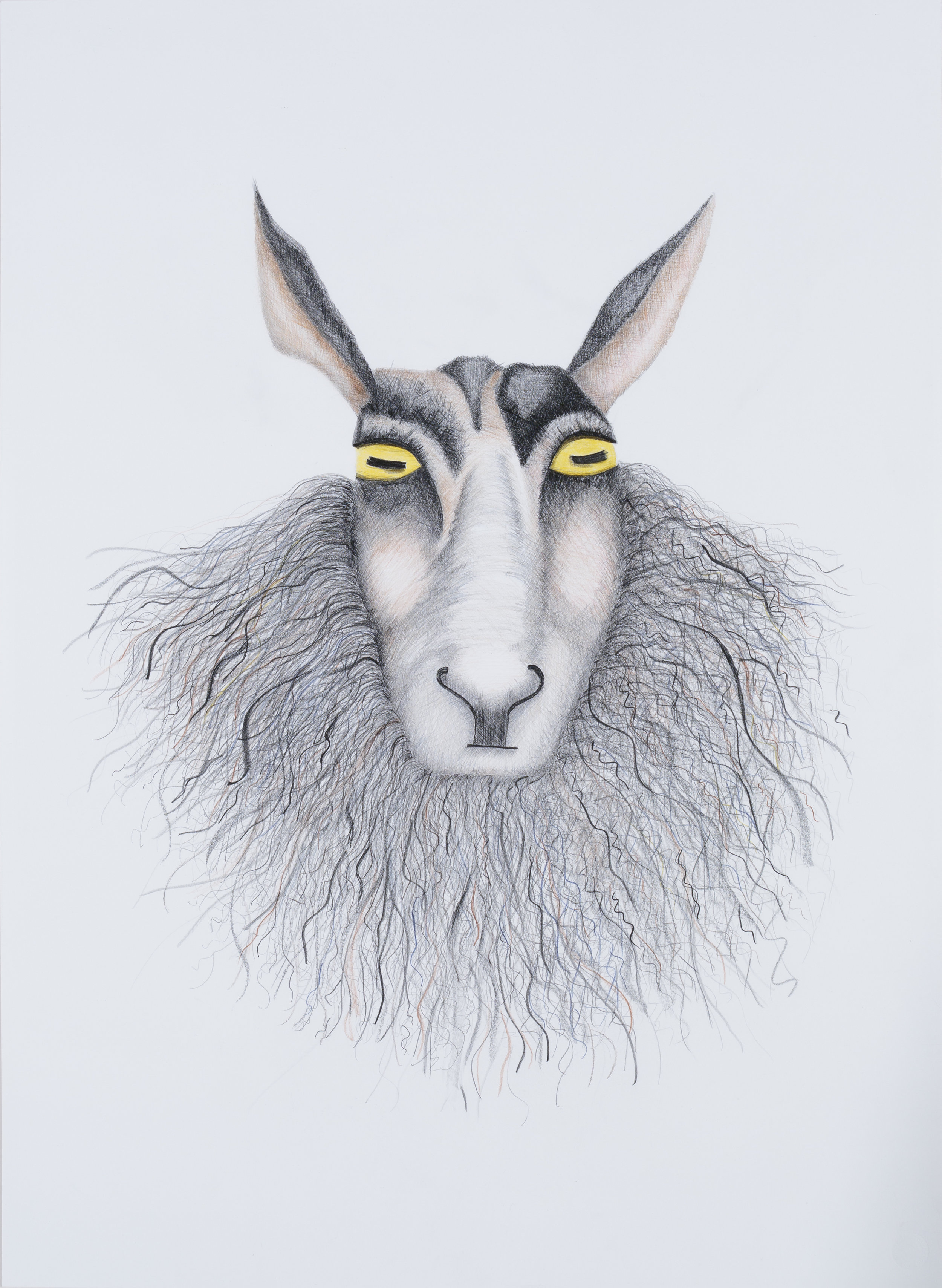 KEEPERS OF MY SECRETS: SHEEP Graphite, colored pencil 35" x 26.5"