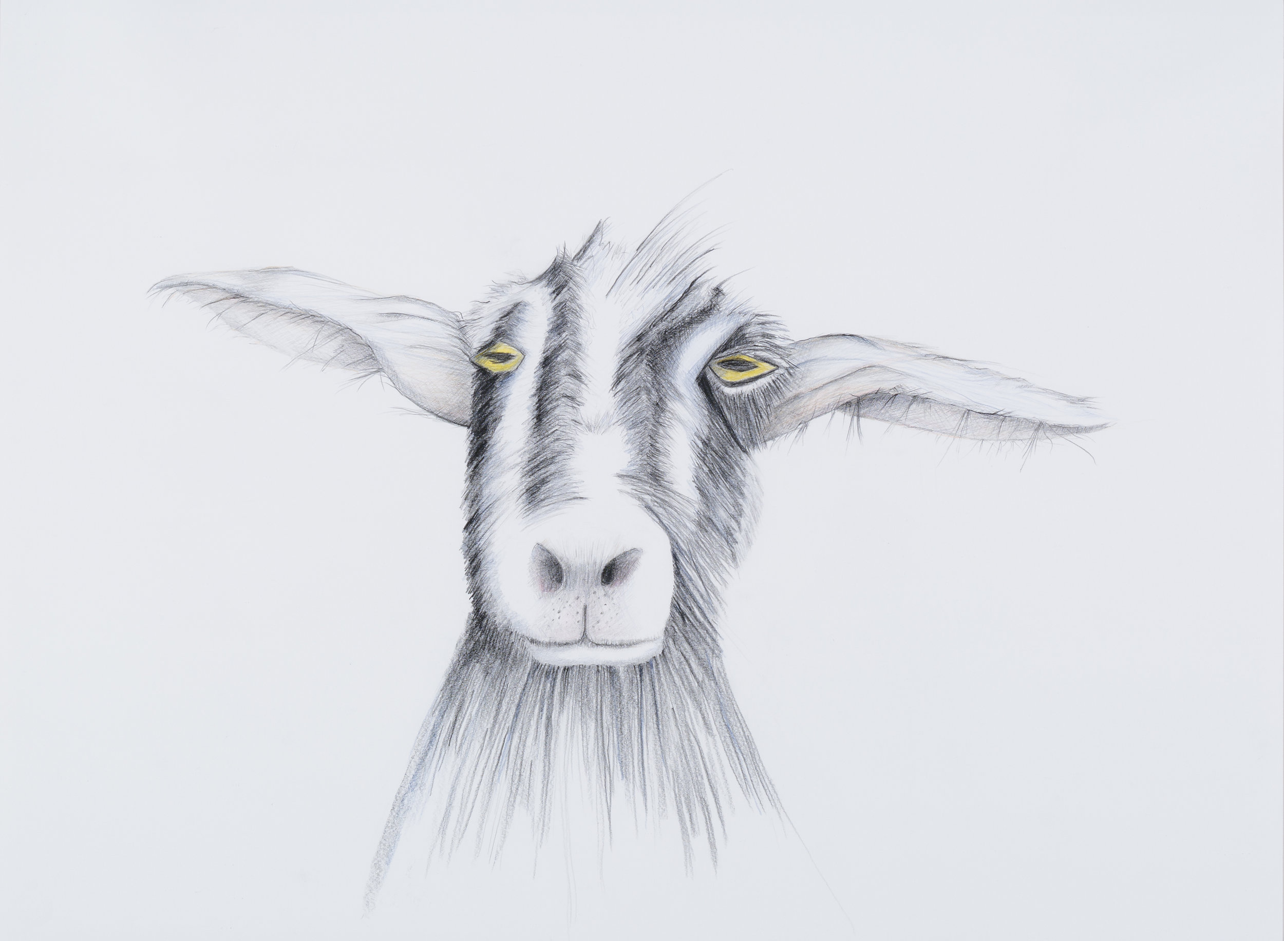   KEEPERS OF MY SECRETS: GOAT   Graphite, colored pencil  35" x 26.5"   