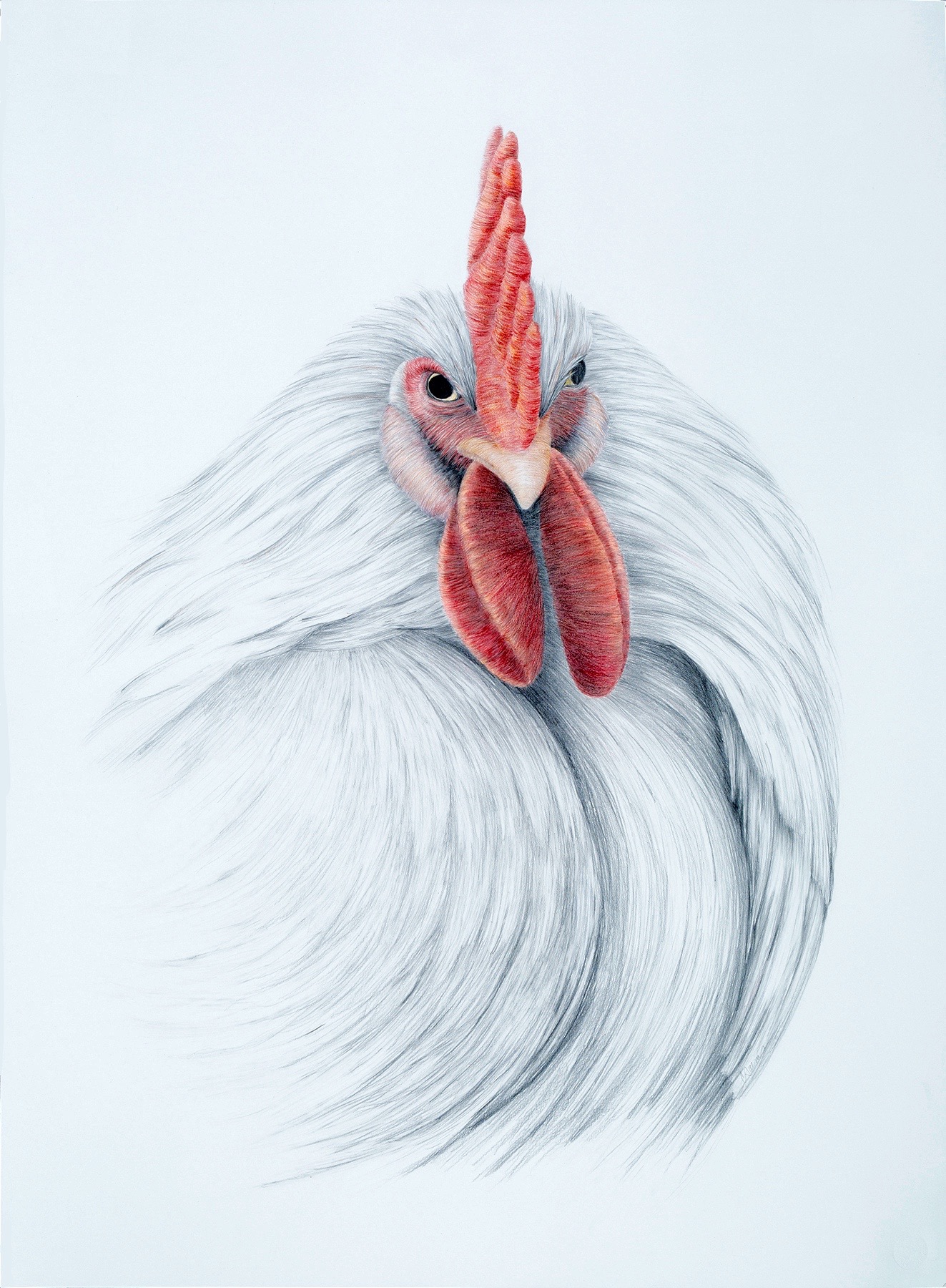   KEEPERS OF MY SECRETS: CHICKEN   Graphite, colored pencil  25" x 17.75" 