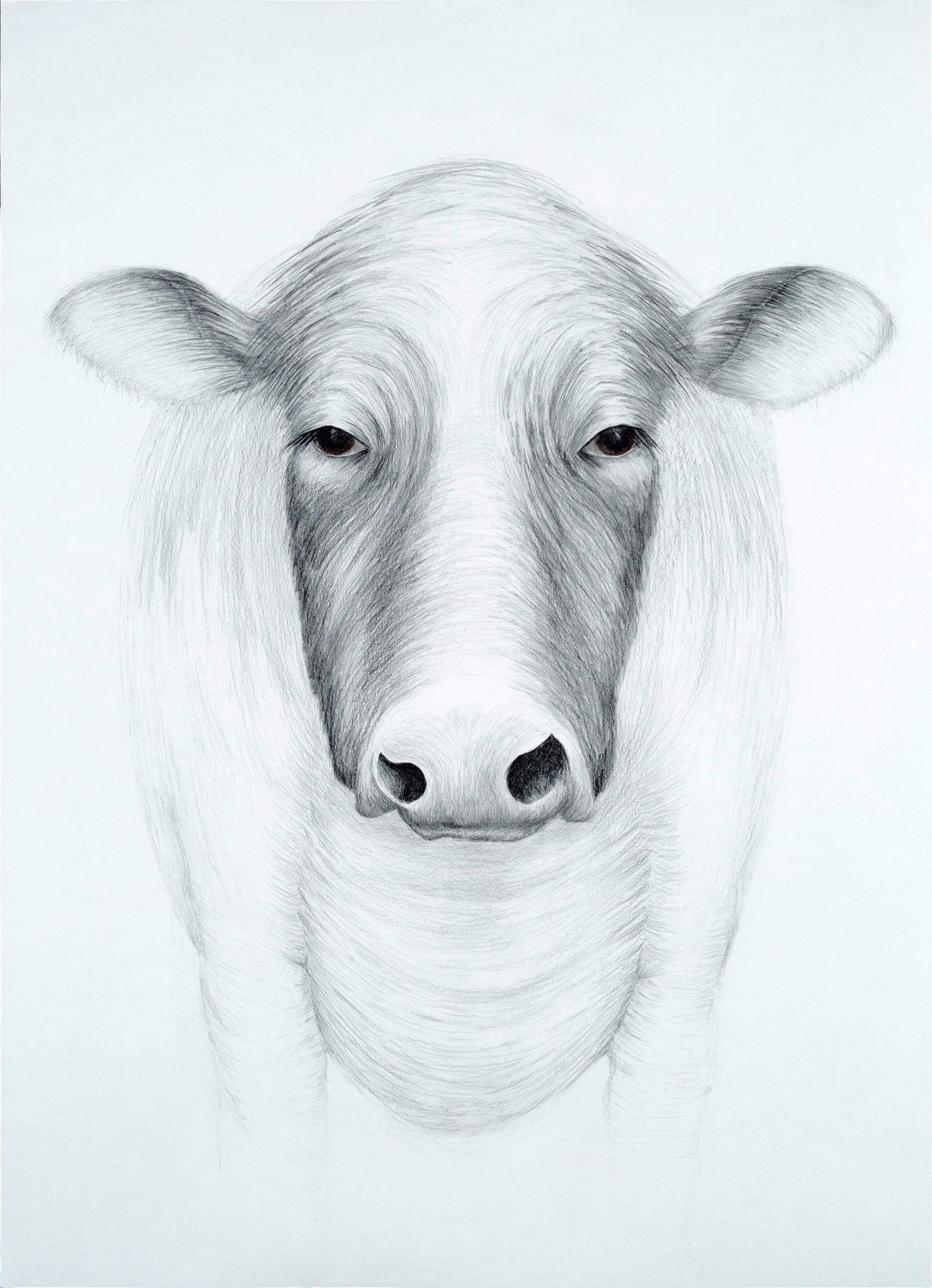   KEEPER OF MY SECRET: COW   Graphite, colored pencil  40 1/2" x 31"" 