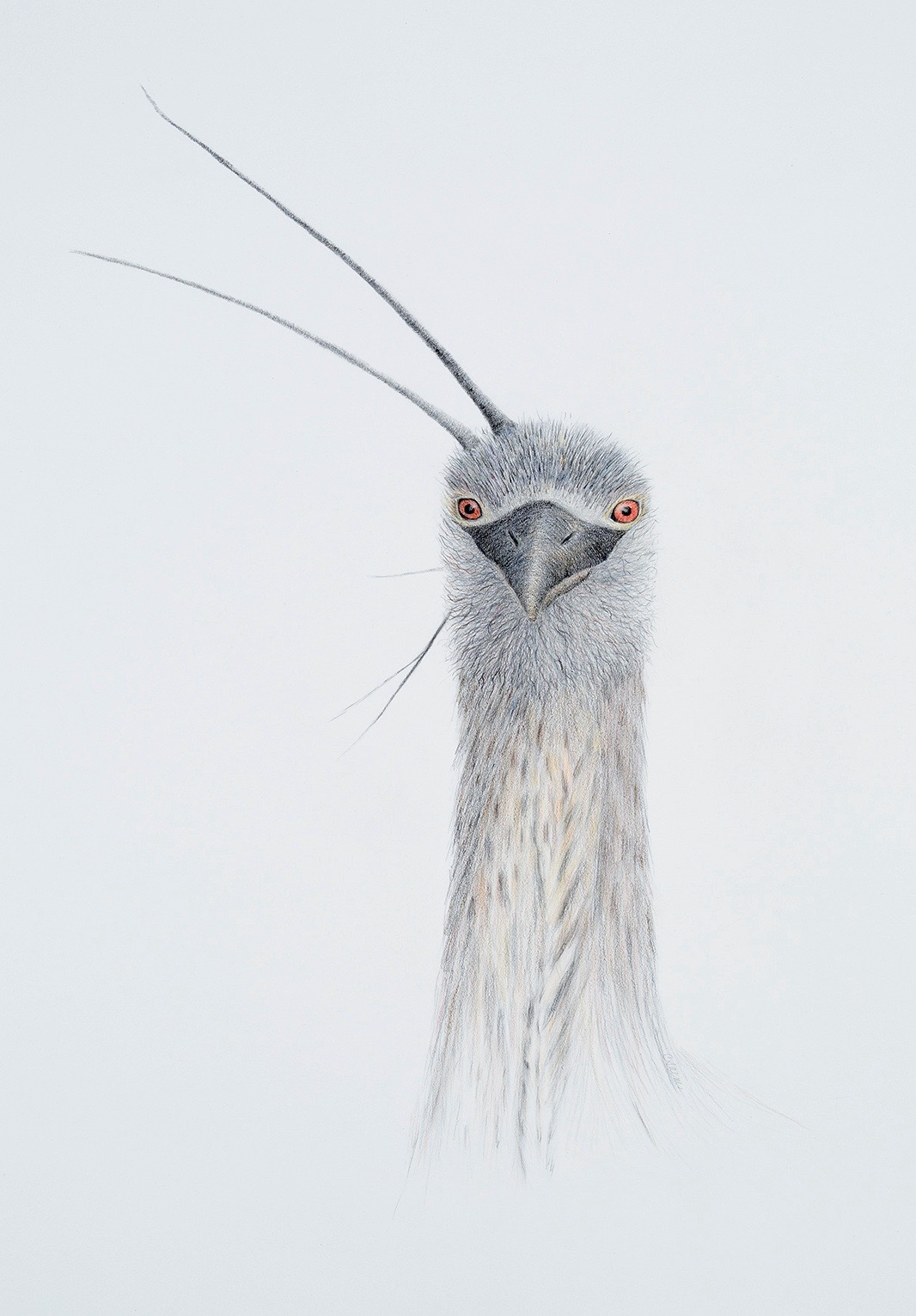   KEEPER OF MY SECRET: BLACK CROWN NIGHT HERON   Graphite, colored pencil  29.5" x 22" 