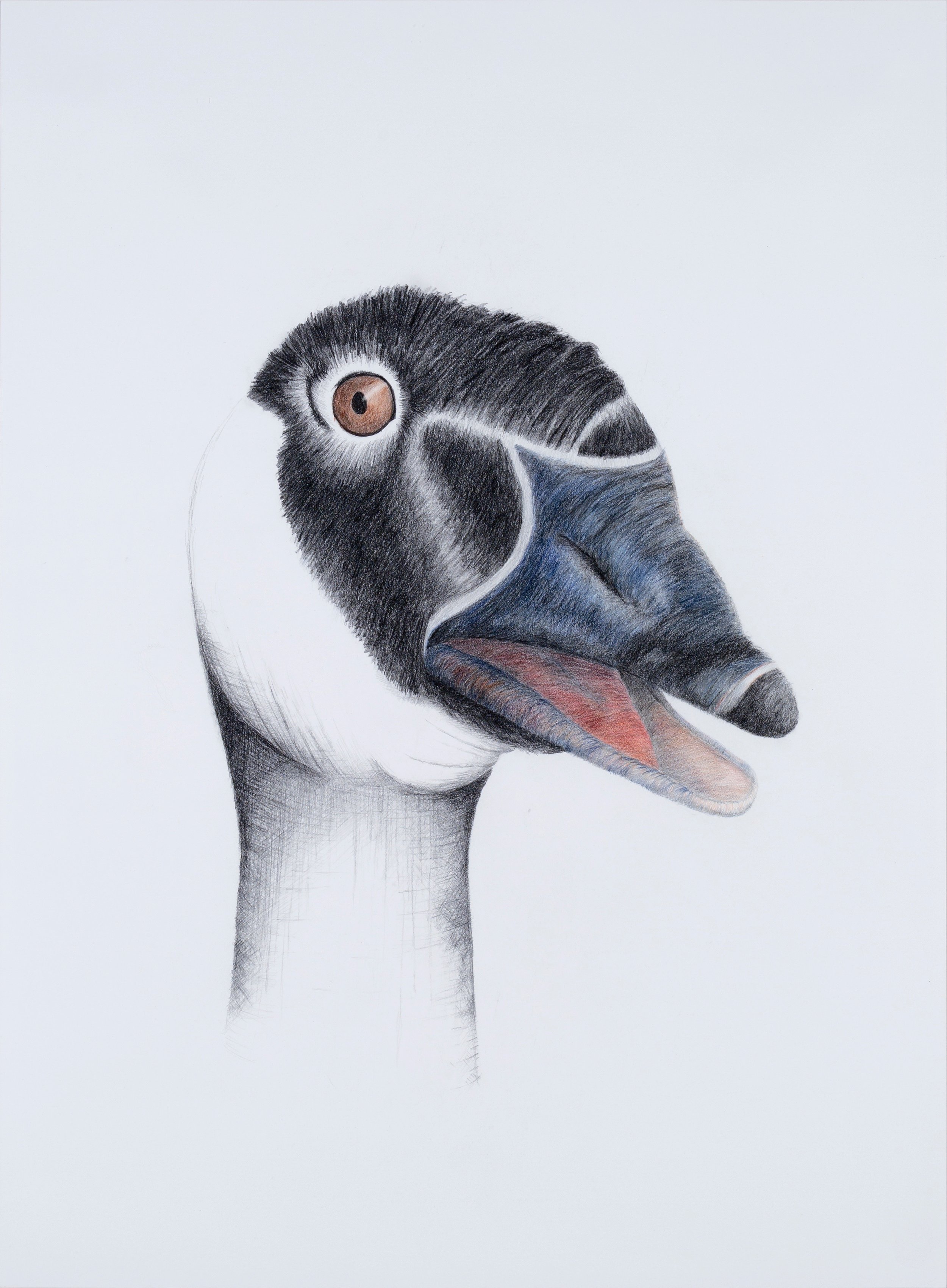   KEEPER OF MY SECRET: GOOSE   Graphite, colored pencil  35" x 26.5" 