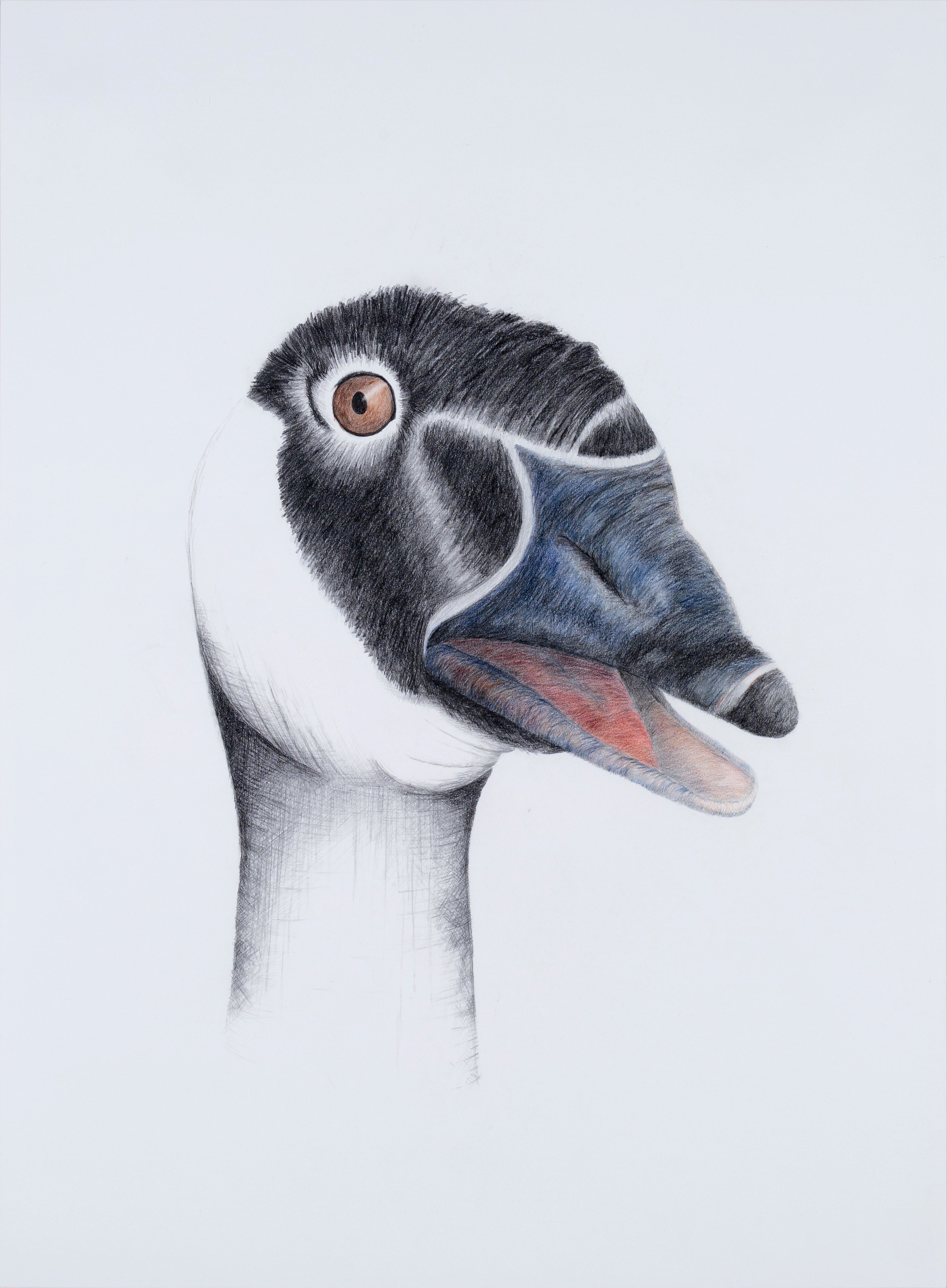 KEEPER OF MY SECRET: GOOSE Graphite, colored pencil 35" x 26.5"